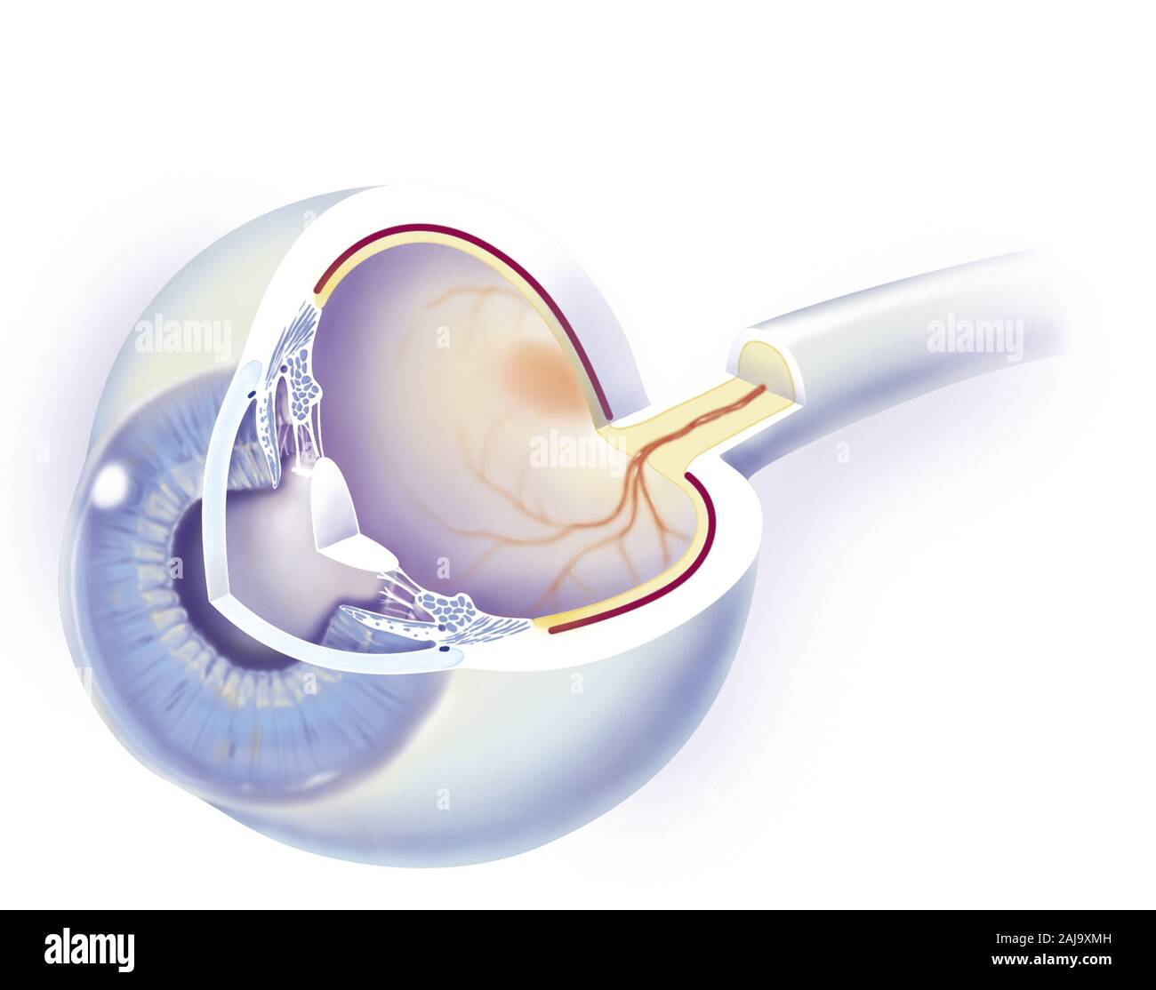 Anatomie de l'oeil. Coupe de l'oeil montrant les principales structures de l'oeil avec, en avant (gauche) la cornée, en arrière la sclérotique. La cornée à travers laquelle on voit l'iris; derrière l'iris le cristallin relié au procès ciliaire par les fibres zonulaires. En arrière la cavité vitrée au centre. La paroi interne de l'oeil est recouverte par la rétine (jaune) et la choroïde qui repose sur la sclérotique. à l'opposé de la cornée, le nerf optique avec l'artère centrale de la rétine dont les vaisseaux encadrent la macula (zone rougeâtre à gauche du nerf optique Stock Photo