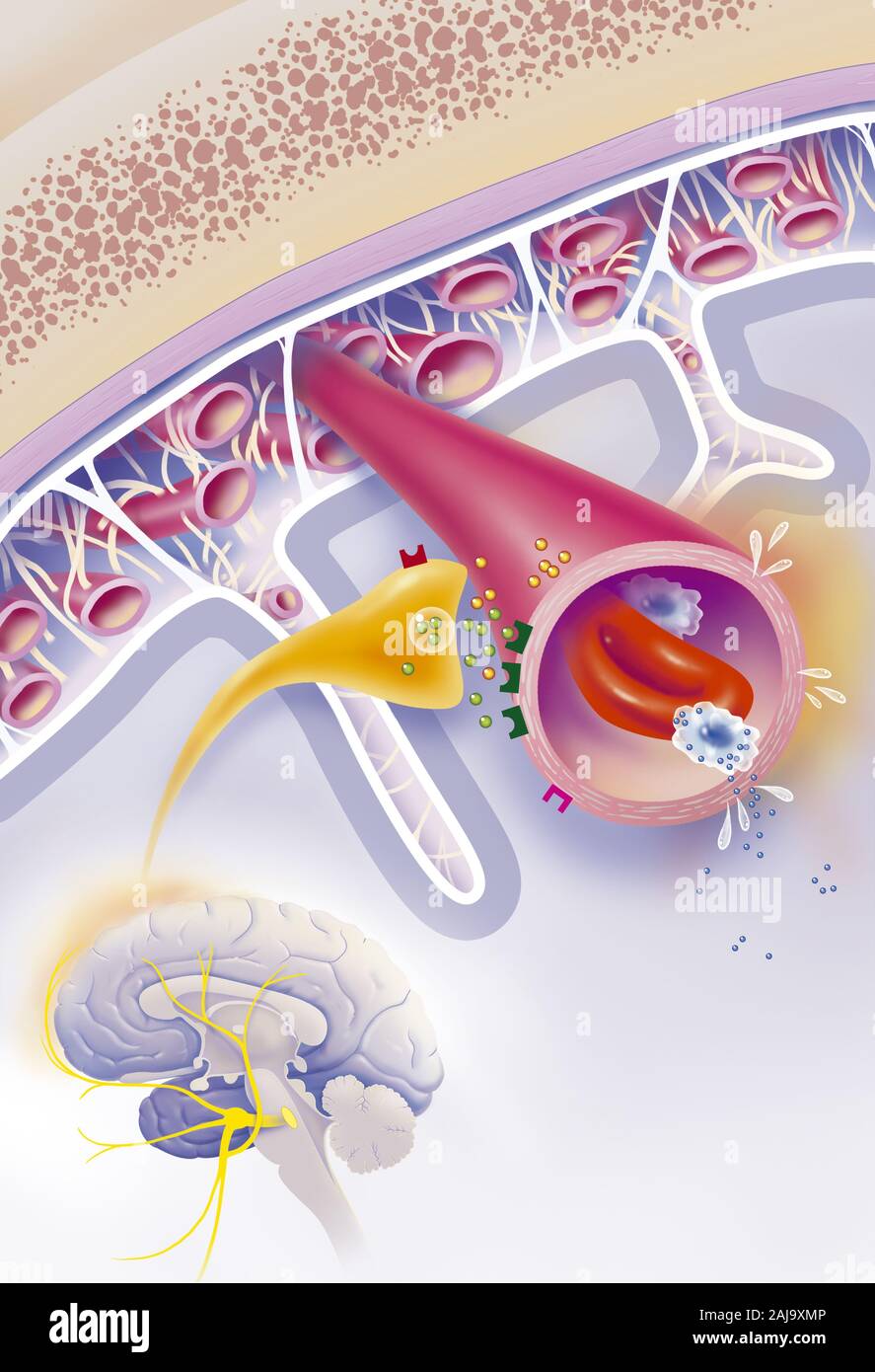 Vasodilation to the blood vessels hires stock photography and images