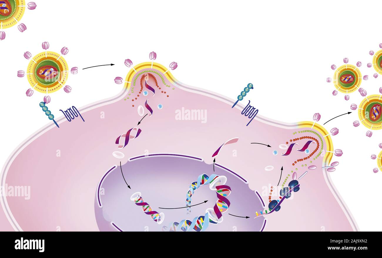 Hiv cd4 infected cell hi-res stock photography and images - Alamy