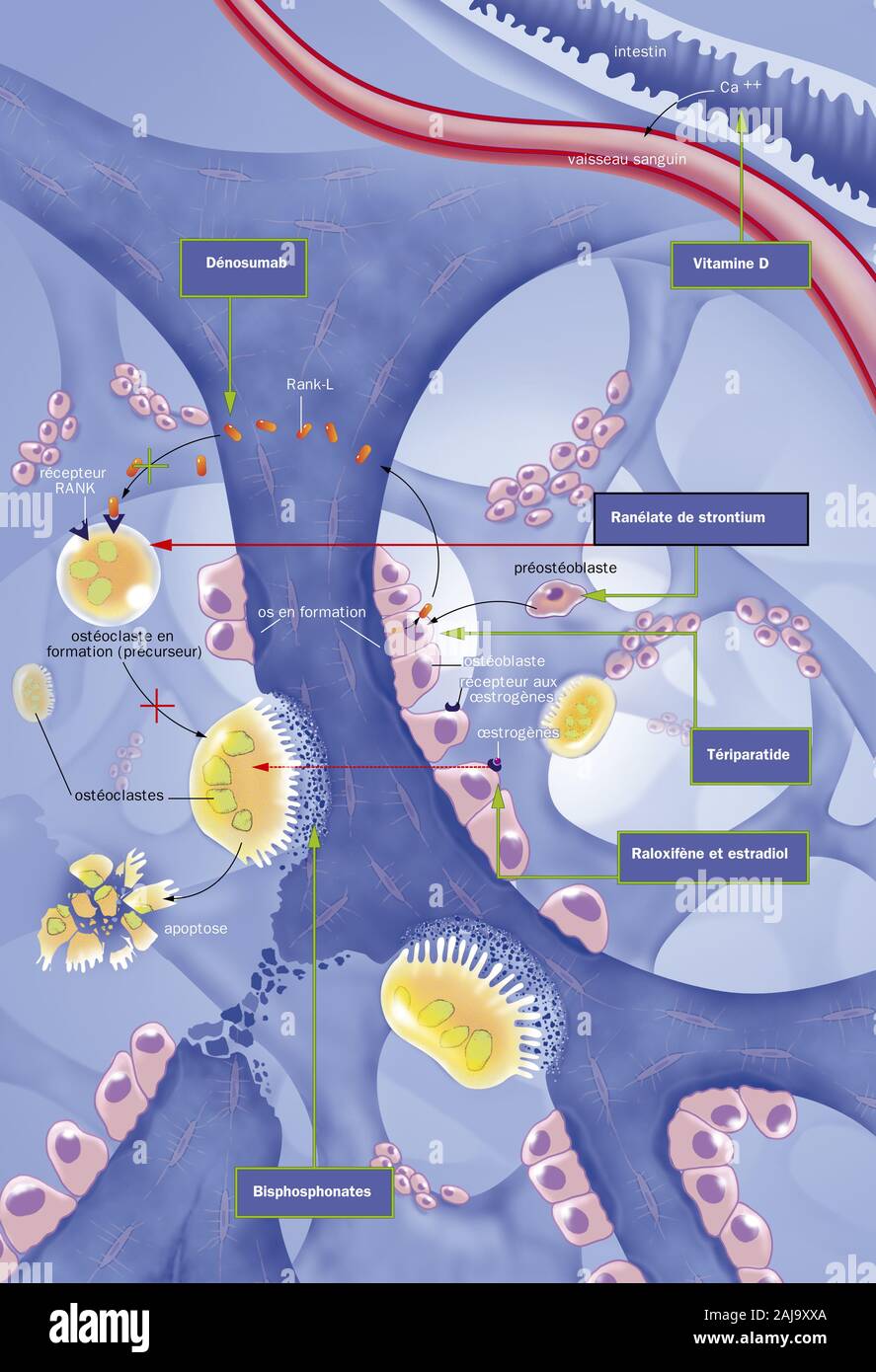 Osteoblast bone cells hi-res stock photography and images - Alamy