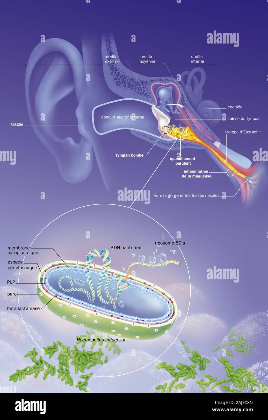 Eustachian Stock Photos & Eustachian Stock Images - Alamy