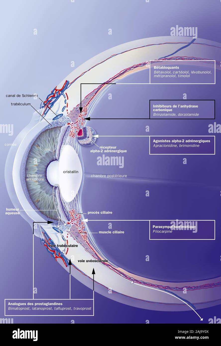Schlemm canal, trabeculum, aqueous humor, treatments. Sagittal section of the eye with, behind the cornea, the anterior chamber, the iris and the crys Stock Photo