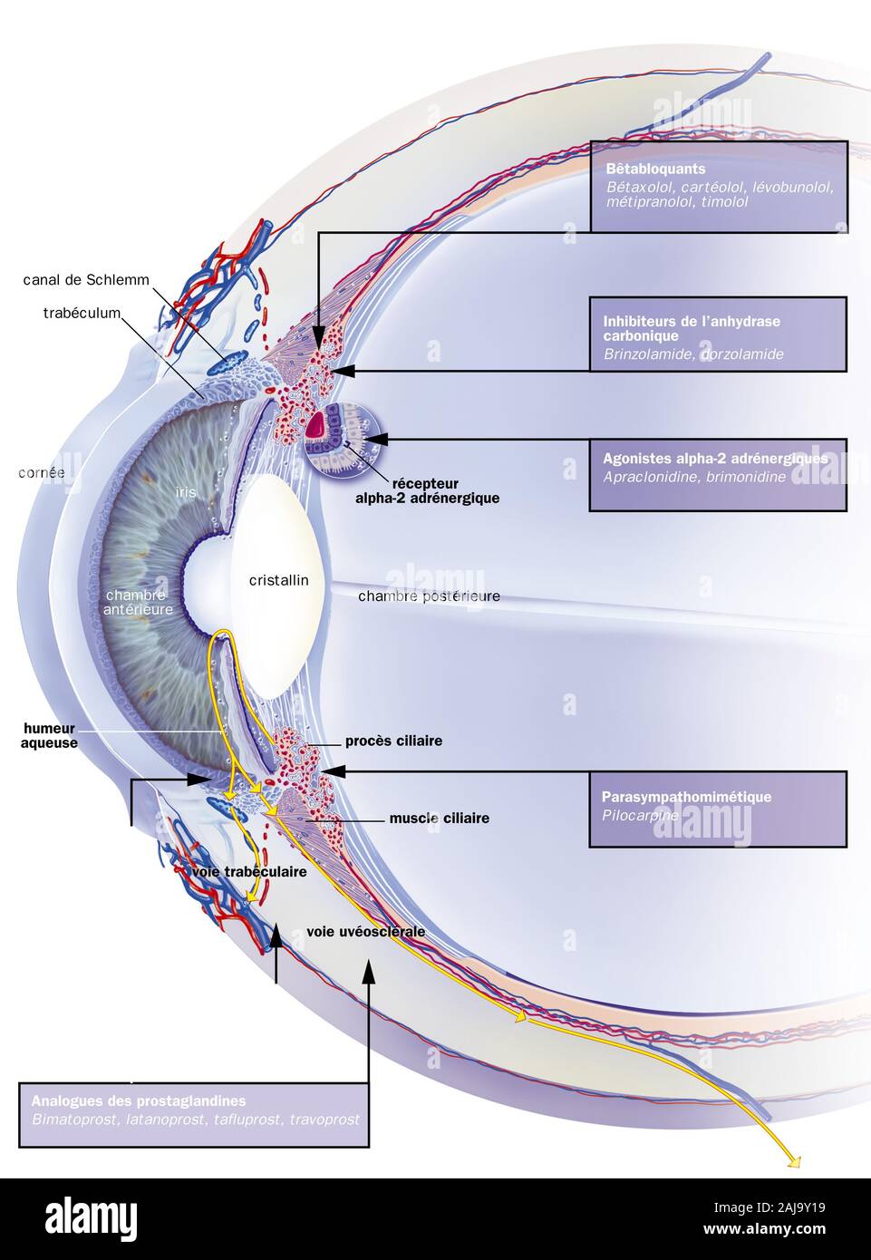 Schlemm canal, trabeculum, aqueous humor, treatments. Sagittal section of the eye with, behind the cornea, the anterior chamber, the iris and the crys Stock Photo