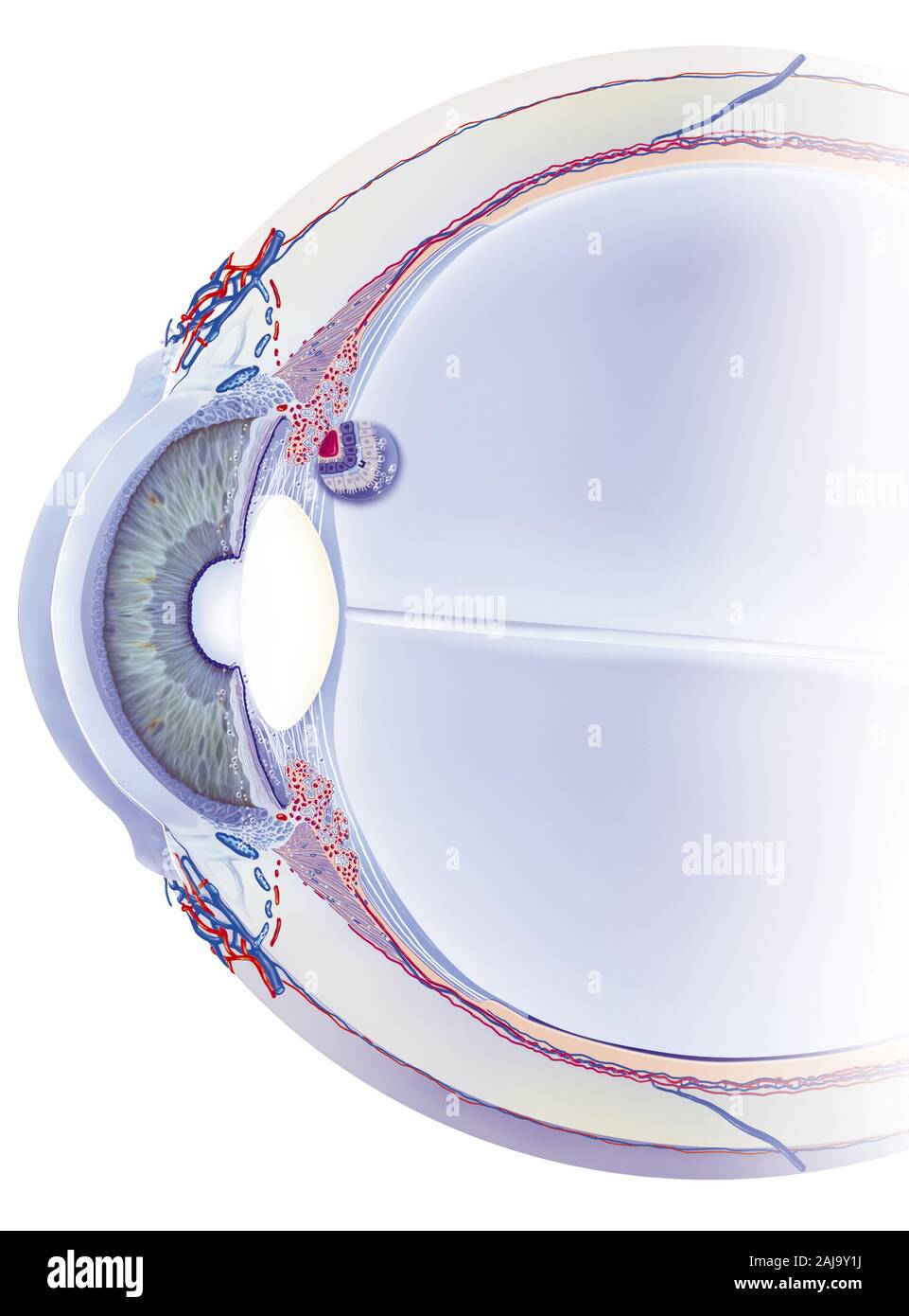 Schlemm canal, trabeculum, aqueous humor, treatments. Sagittal section of the eye with, behind the cornea, the anterior chamber, the iris and the crys Stock Photo