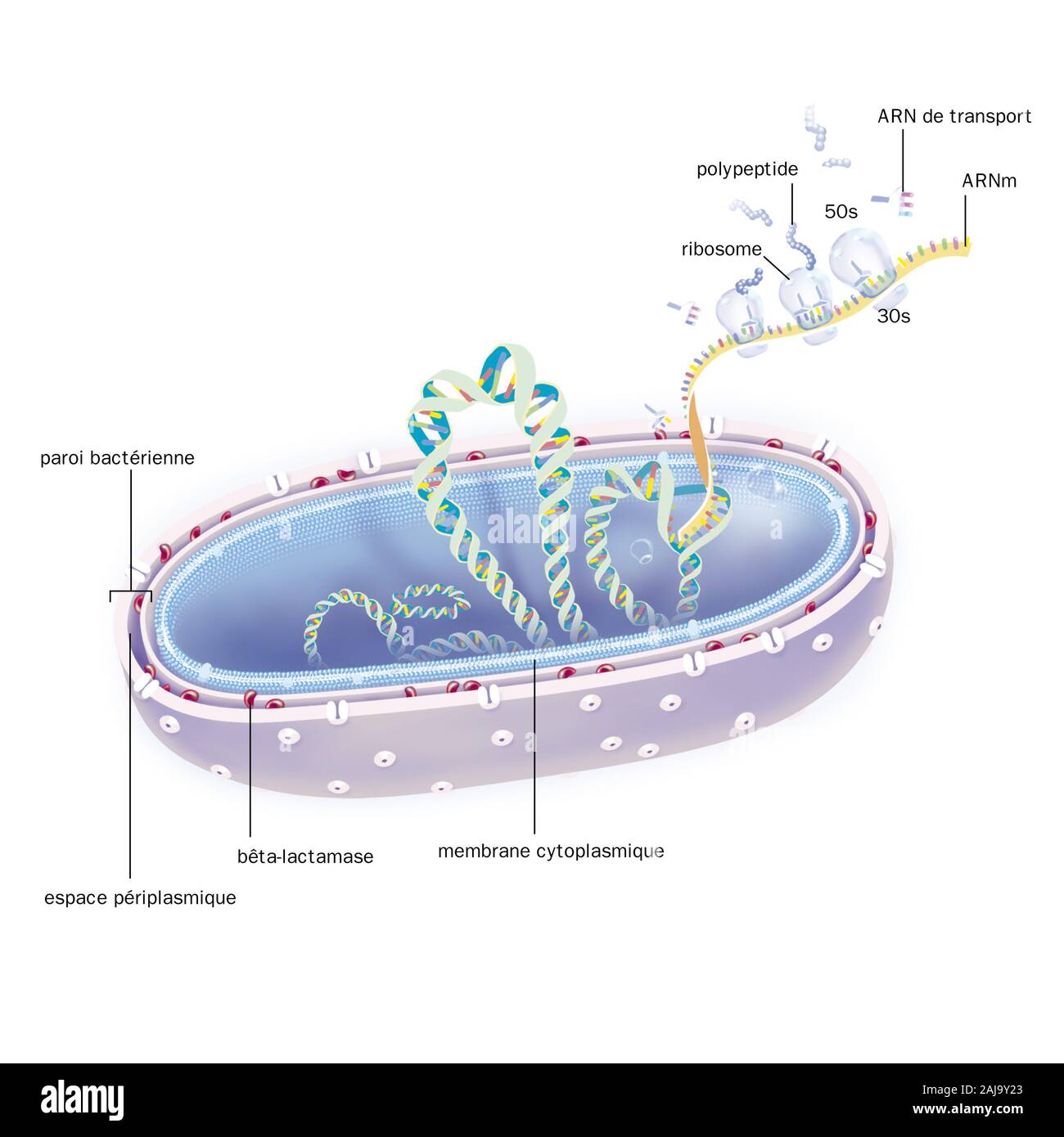 Gram negative bacterium in section, DNA, mRNA ribosomes, treatments. The bacterium is cut to show its structure: wall traversed by porins, periplasmic Stock Photo