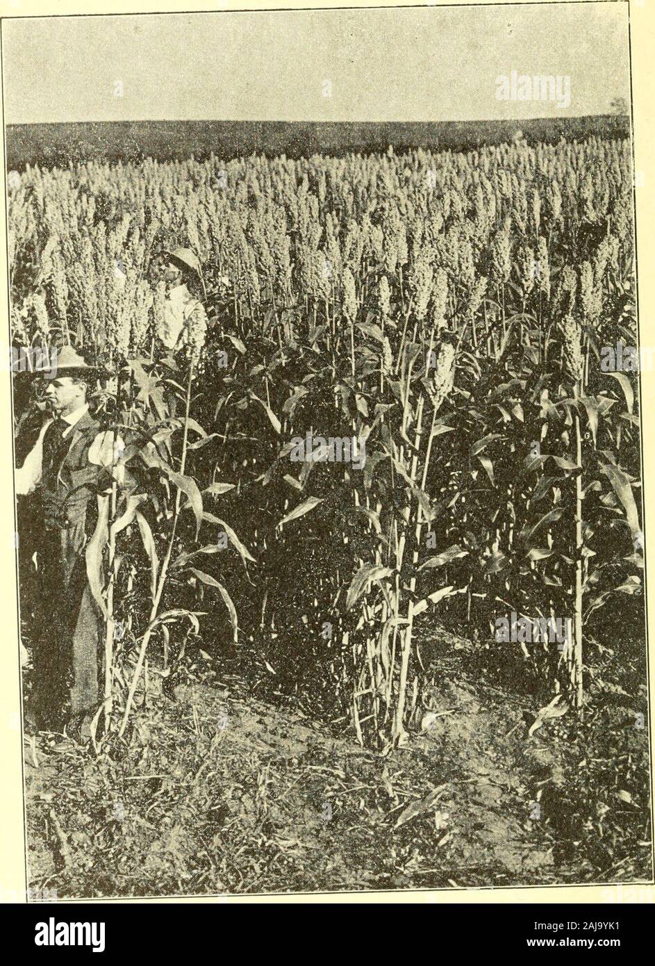Forage crops for soiling, silage, hay and pasture . rms, the i^lantsusually known as sorghum among farmers; (2)the non-saccharine fodder sorghums; (3) broom-corn (wholly distinct from the broom-corn milletdescribed in the last chapter). All these varioussorghums are considered to be forms of one vari-able species, Sorglimn vulgare or Andropogon Sor-ghum, native to the Old World. The non-saccharine fodder sorghums include allthe douras (spelled also dlioura and durra), Egypt-tian corn, milo maize, kafir corn. There is no onename that is now used to designate this group,but kafir corn is now bes Stock Photo