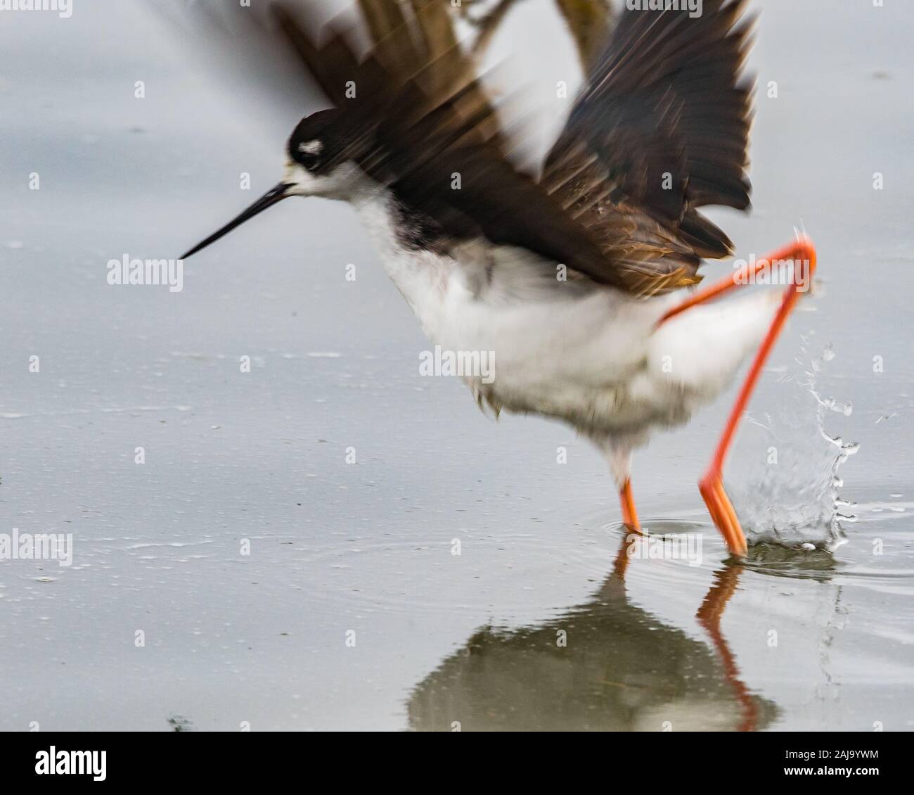 A Black Necked Stilt splashes and flaps its wings at the Merced