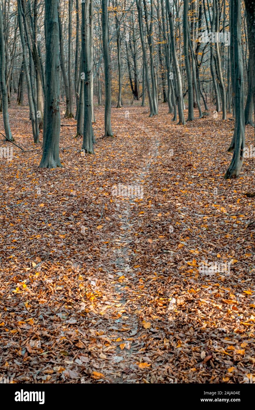 empty path through the forest Stock Photo - Alamy