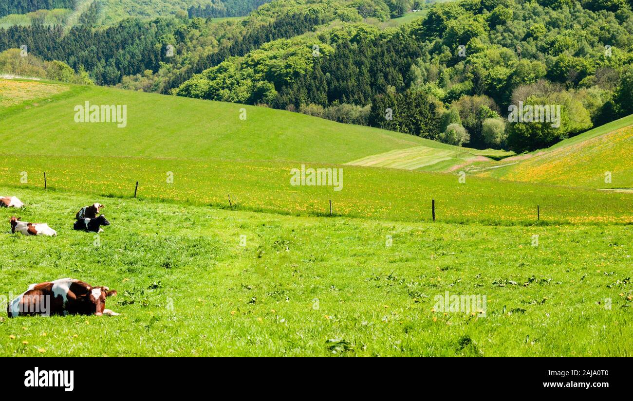 Cows grazing on a green summer meadow under blue clear sky in NRW ...