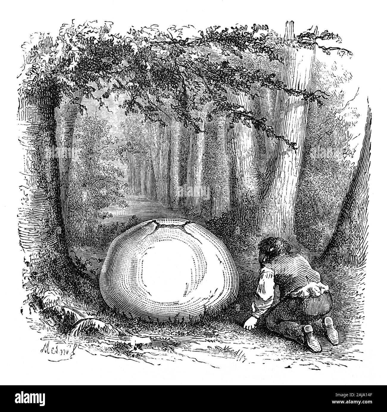 A countryman examining a Giant Puffball (Calvatia gigantea - earlier classified as Lycoperdon giganteum). Puffballs are fungi, so named because clouds of brown dust-like spores are emitted when the mature fruitbody bursts or is impacted. It can reach a foot (30 cm) or more in diameter, and is difficult to mistake for any other fungus. It has been estimated that a large specimen of this fungus when mature will produce around 7 × 10¹² spores. If collected before spores have formed, while the flesh is still white, it may be cooked as slices fried in butter, with a strong earthy, mushroom flavor. Stock Photo