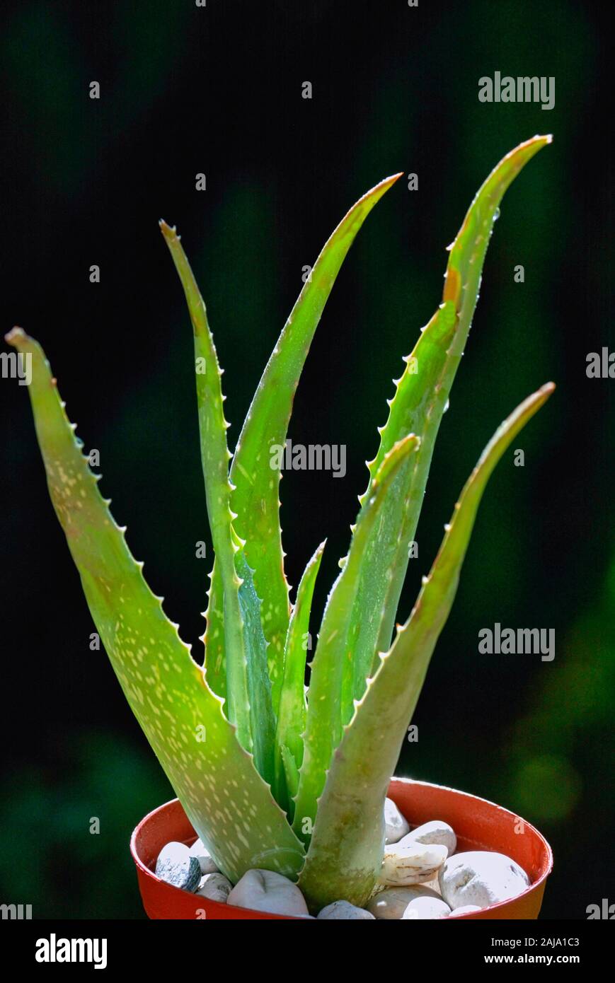Aloe vera (Aloe vera), Germany Stock Photo - Alamy