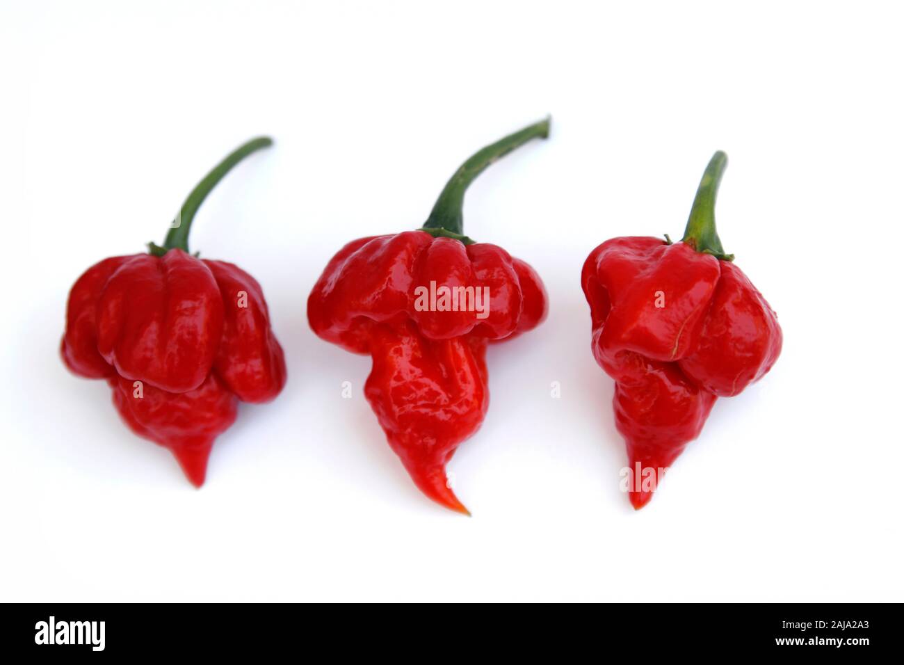 thumbnail image 2 of 20 Fresh Trinidad Scorpion Red Moruga Super-Hot Pepper Seeds – 2025 Harvest 2 of 3