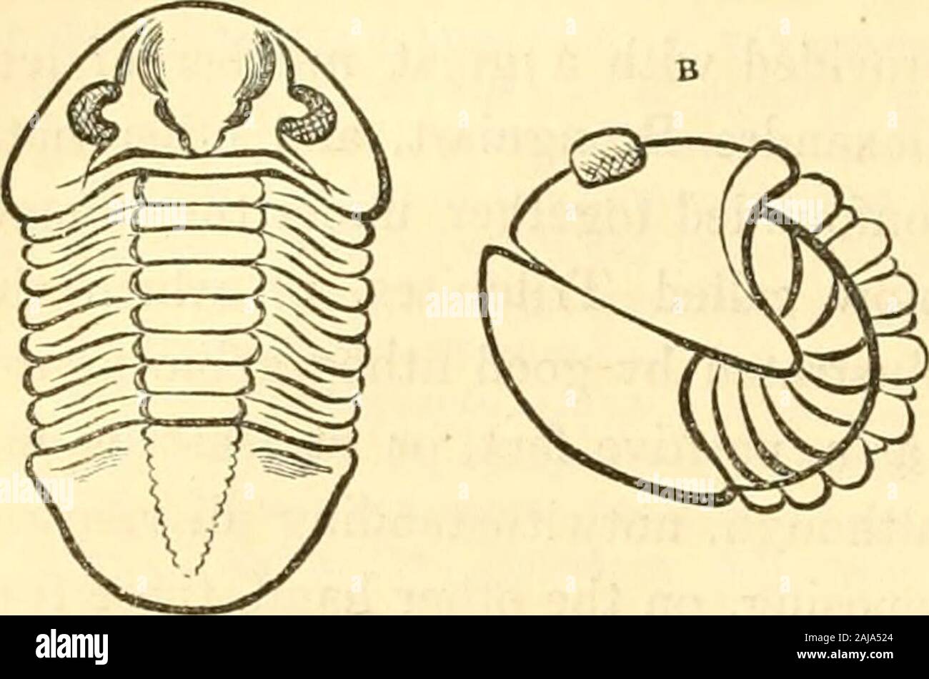 The animal kingdom, arranged after its organization : forming a natural ...