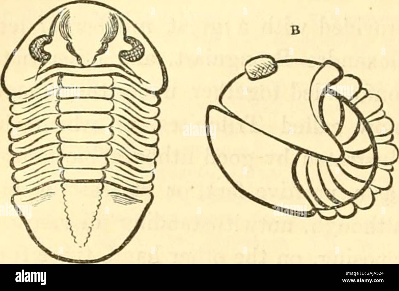 The animal kingdom, arranged after its organization : forming a natural  history of animals, and an introduction to comparative anatomy . e  eminences, having the appearance of eyes, either donot exist, or