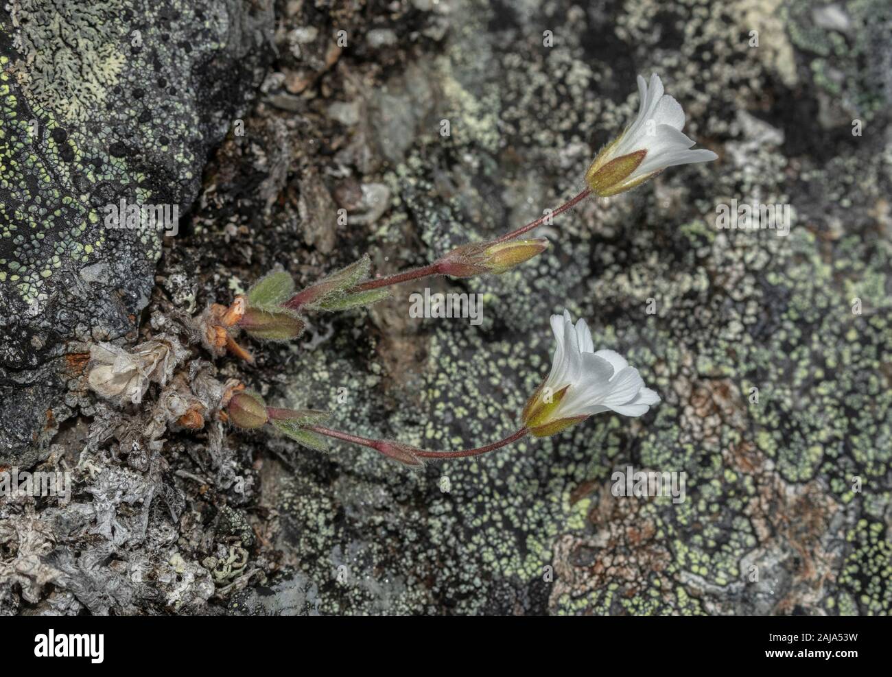 Alpine chickweed, Cerastium alpinum, growing in arctic tundra, Abisko, Sweden. Stock Photo