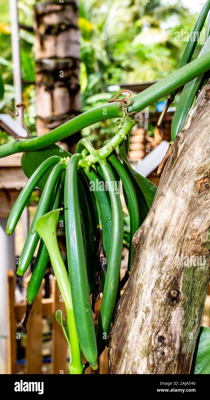 Raw green vanilla bean in the farm Stock Photo Alamy
