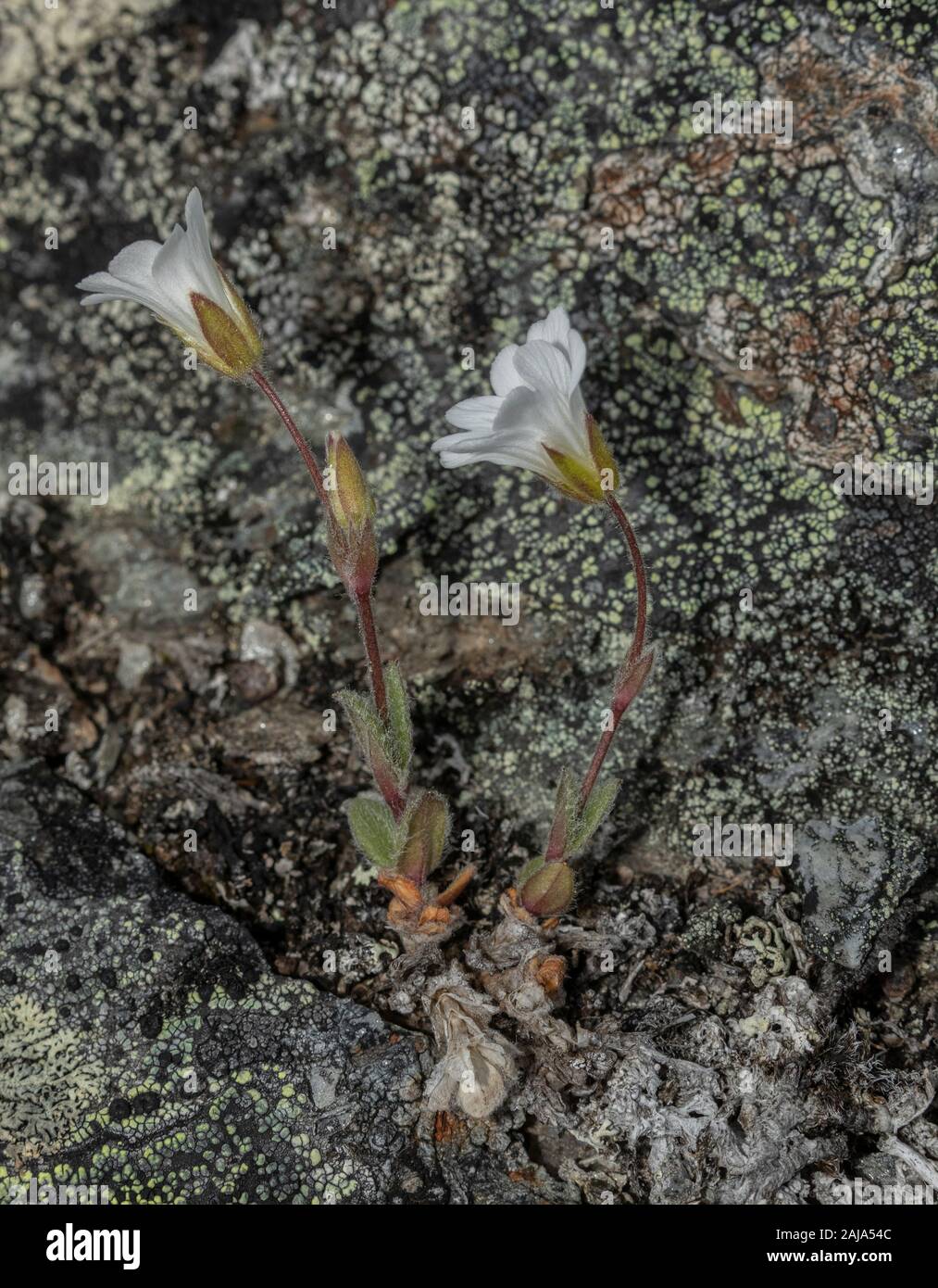Alpine chickweed, Cerastium alpinum, growing in arctic tundra, Abisko, Sweden. Stock Photo