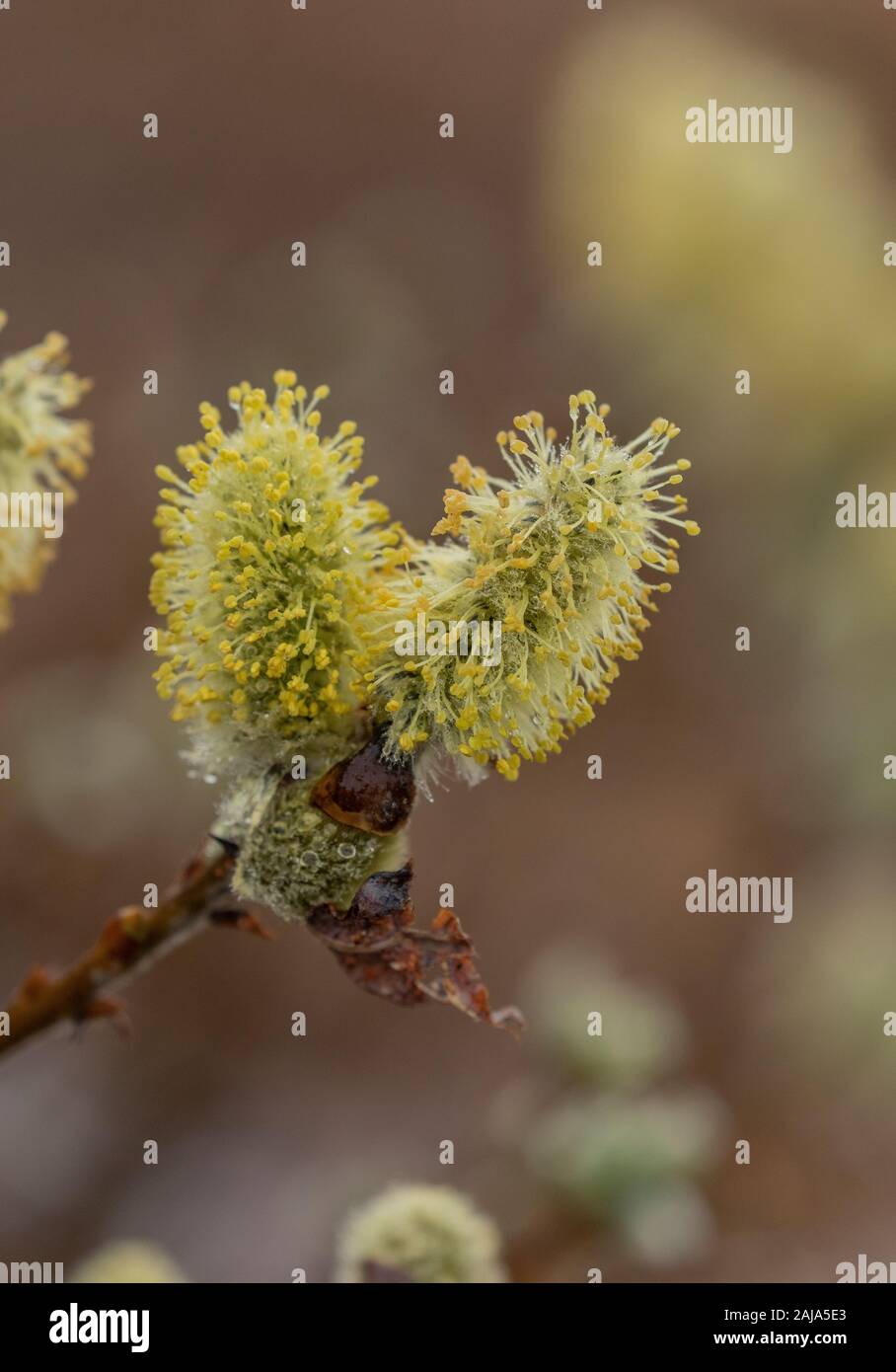 Woolly Willow, Salix lanata, male catkins in spring. Arctic tundra. Stock Photo