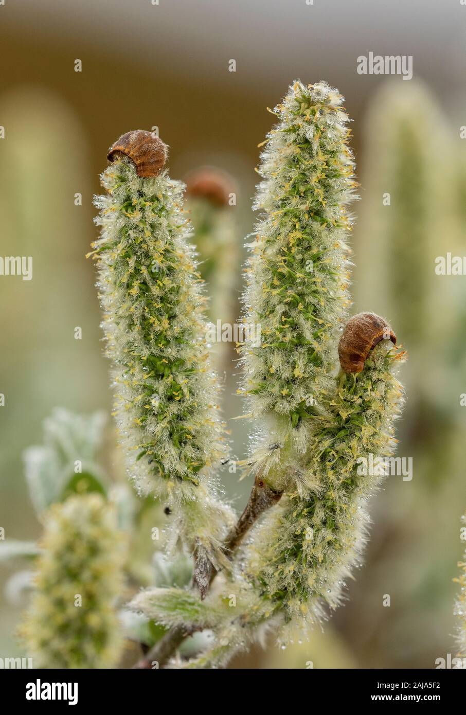 Woolly Willow, Salix lanata, female catkins in spring. Arctic tundra. Stock Photo
