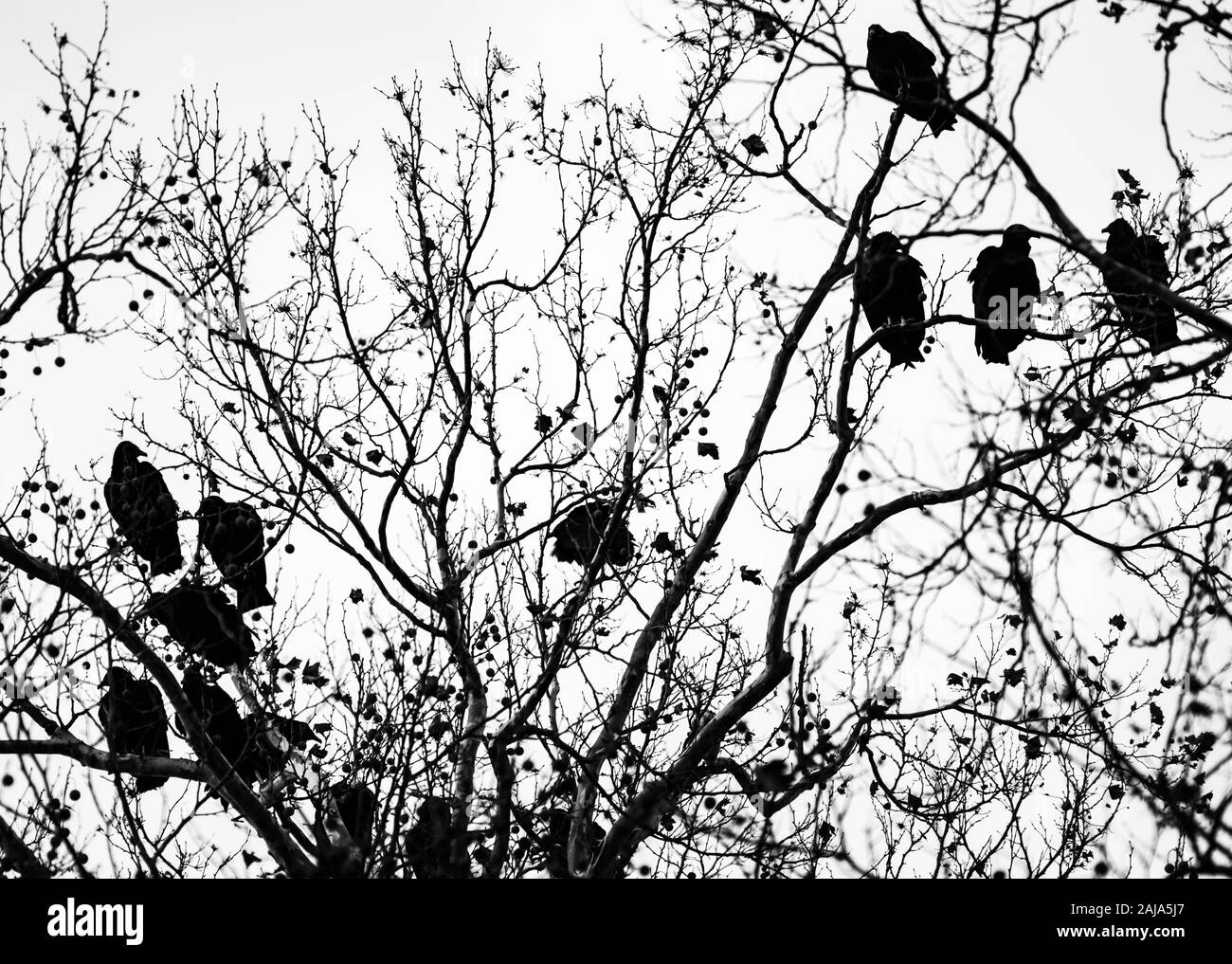 A Committee of Vultures Roosting in a Tree Stock Photo