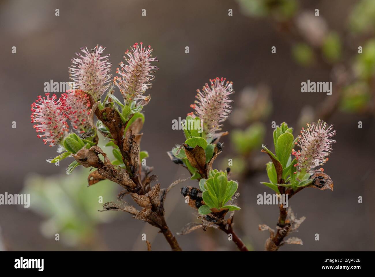 Whortle-leaved Willow, Salix myrsinites, male catkins. Arctic tundra. Stock Photo
