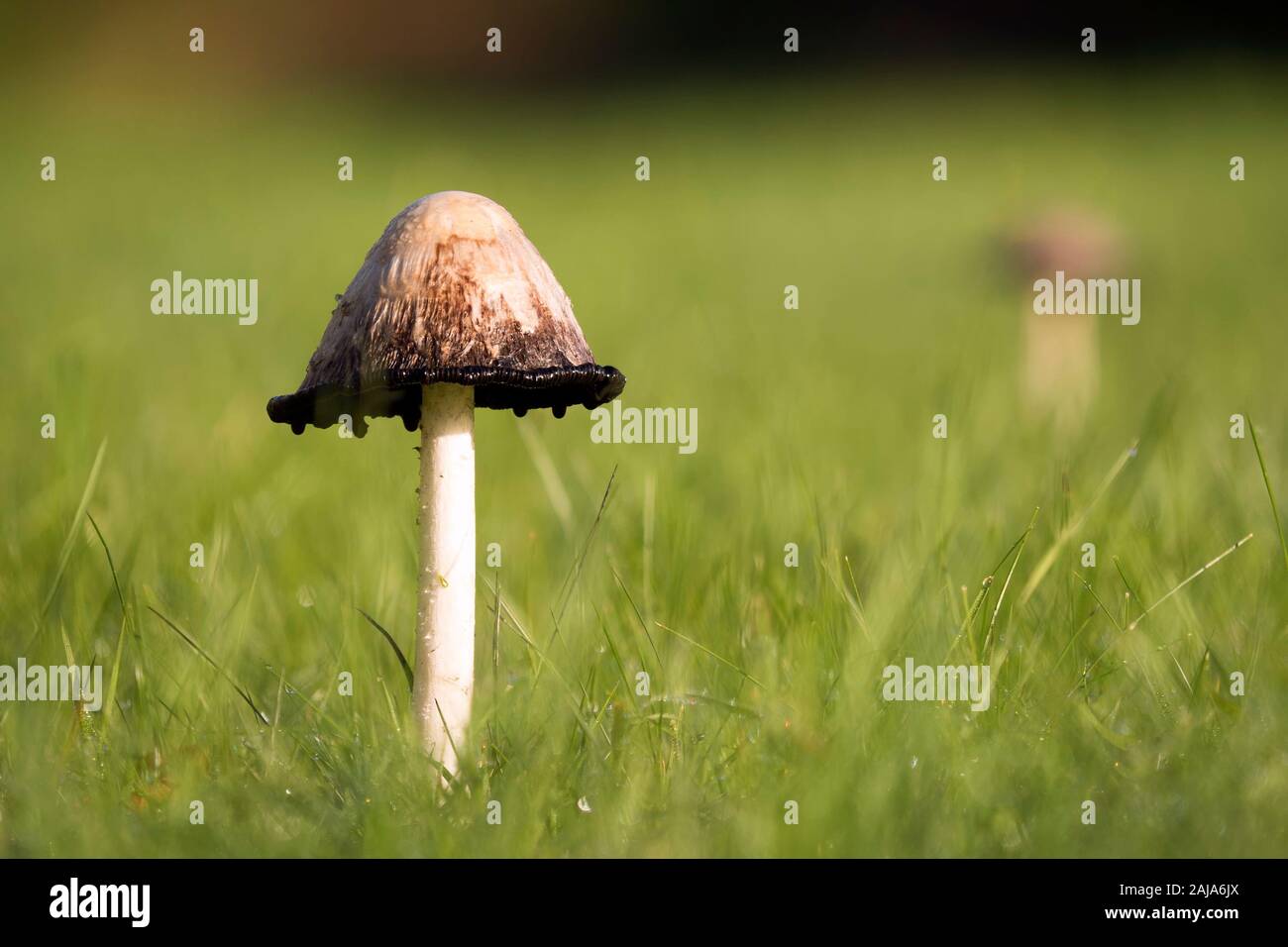 Shaggy Inkcap mushroom (Coprinus comatus) growing on a lawn in autumn. Tipperary, Ireland Stock Photo