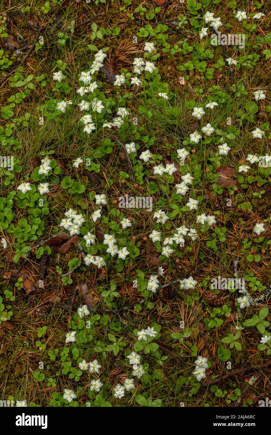 One-flowered Wintergreen, Moneses uniflora, in flower in northern pine wood, Norway. Stock Photo