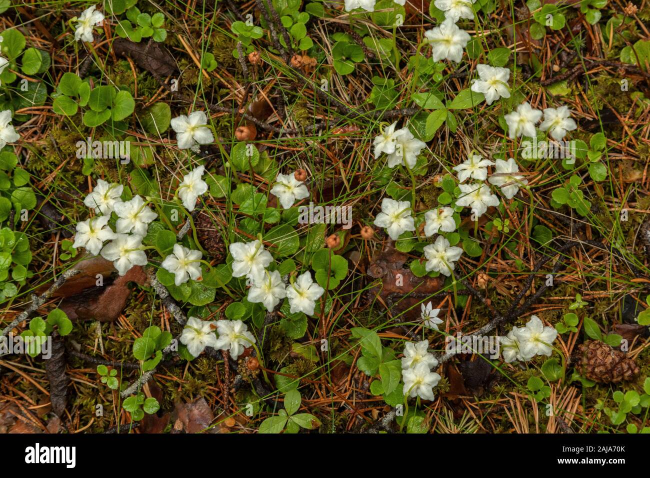 One-flowered Wintergreen, Moneses uniflora, in flower in northern pine wood, Norway. Stock Photo
