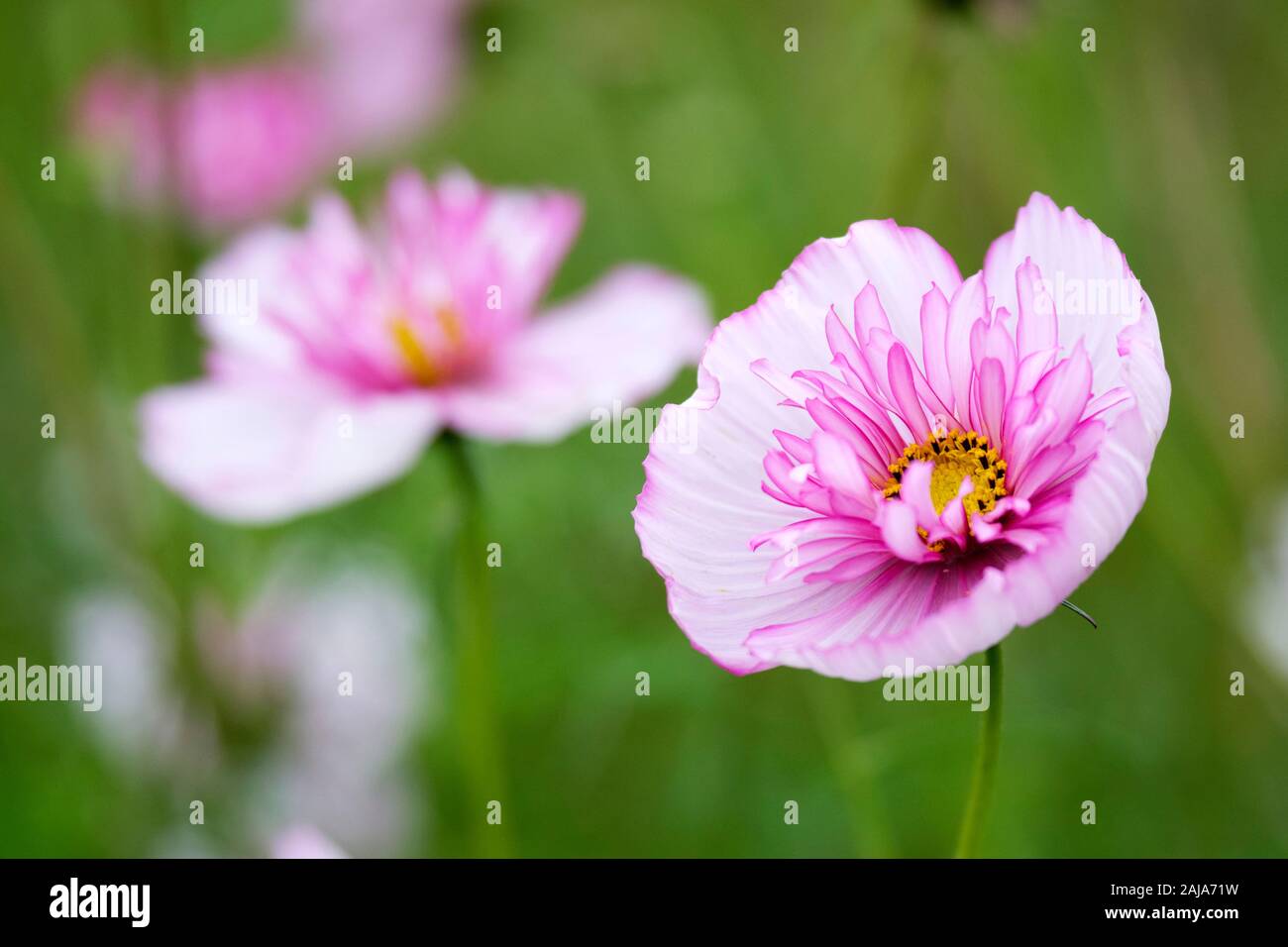 Close-up of pale pink, striped,Cosmos Bipinnatus 'Sweet Sixteen', Cosmea 'Sweet Sixteen' Stock Photo