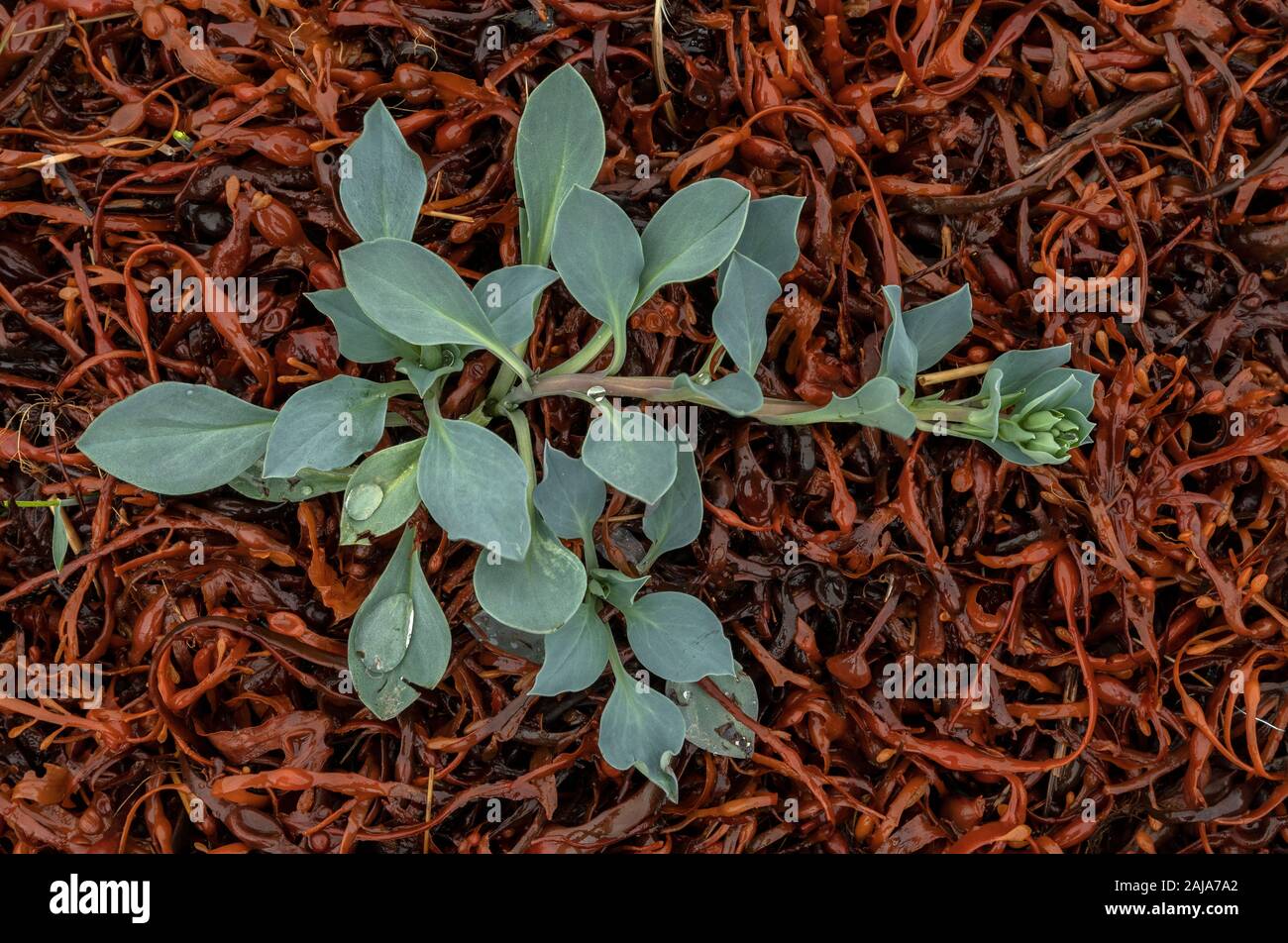 Young plant of Oysterplant, Mertensia maritima growing on the shore among seaweed in northern Norway. Stock Photo