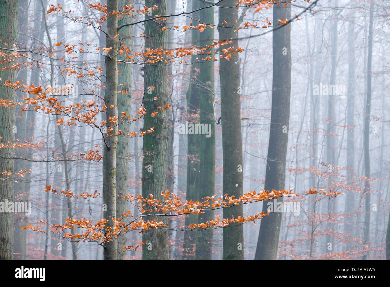 Forest in mist at autumn with golden leaves and grey trunks Stock Photo