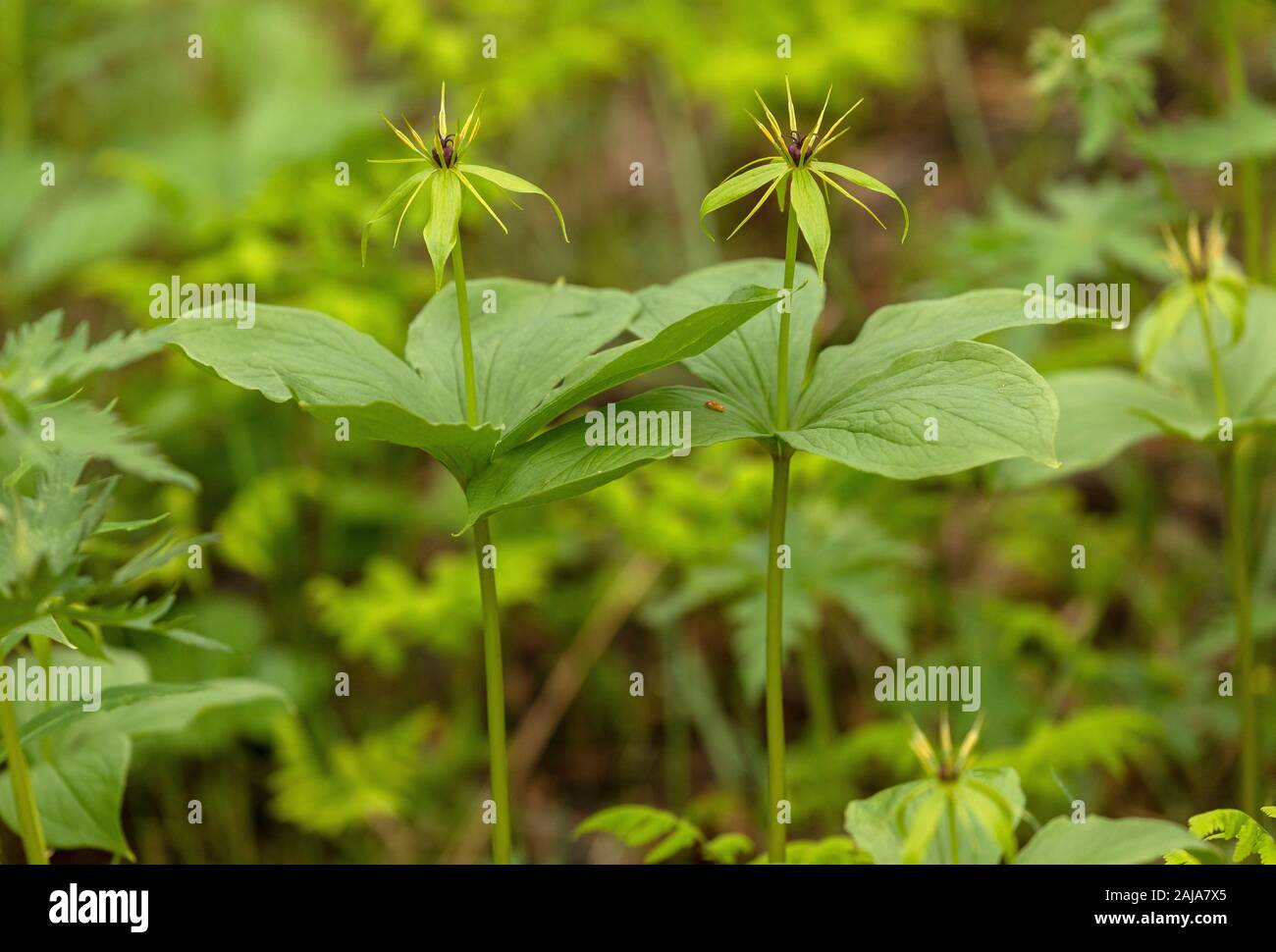 Herb-paris, Paris quadrifolia, in flower in open deciduous woodland. Stock Photo