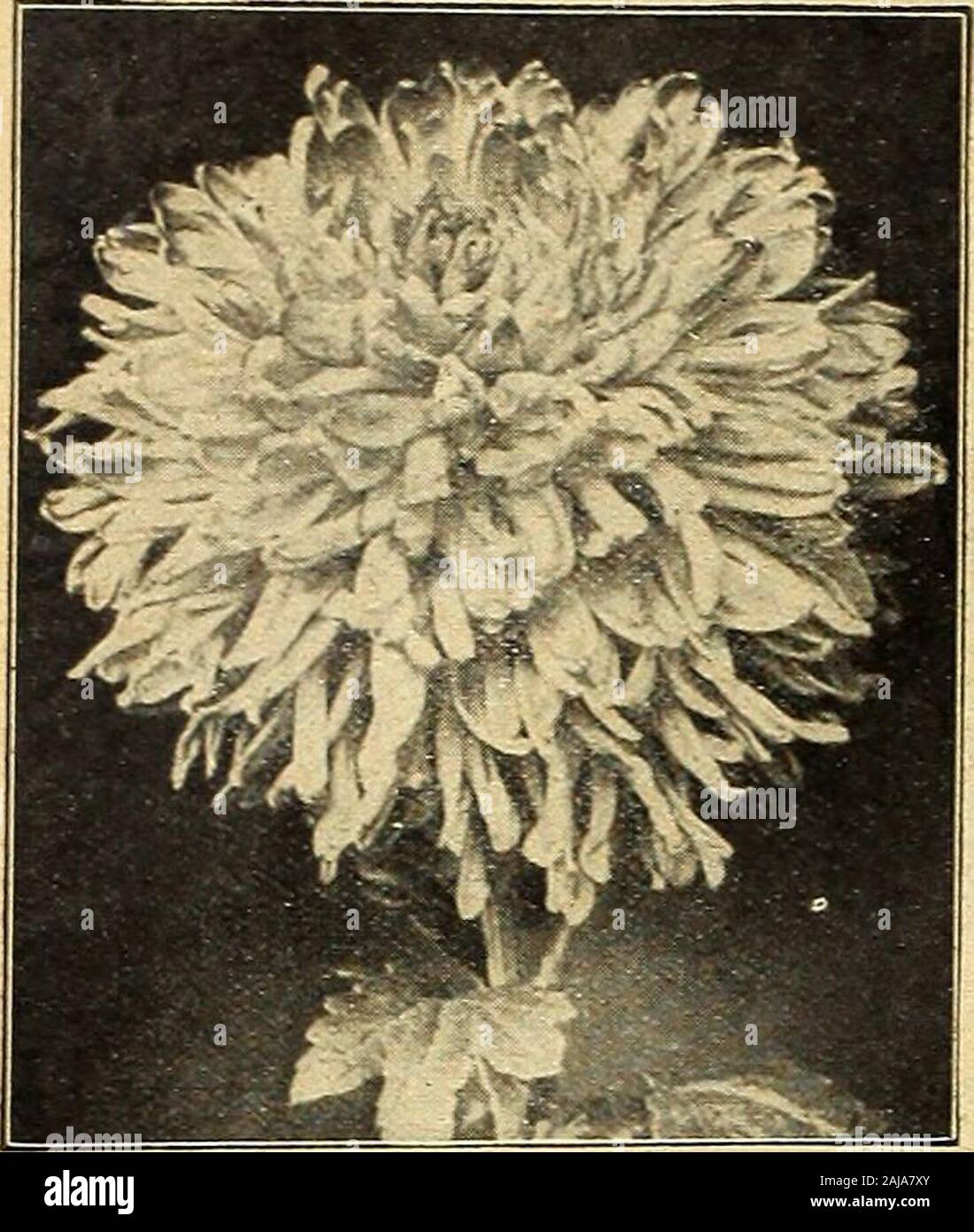 Vaughan's seed store . nd Drooping Spikes, (b) Caladium Esculentum. (b) Centaurea Gymnocarpa. (a) and (b) Pennisetum Longistylum. ROUND BED, 7 ft. across, 19 plants. 1 Yellow Humbert. (For center.)6 King Humbert. (Middle row.)12 Firebird. (Outside row.)C17 Above 19 plants, ppaid.. .$3.50C18 Above, Extra size, ppaid.. 4.00 19 Bronze, solid bed, 1st size, prepaid $2.00 19 Yellow, solid bed, 1st size, prepaid 2-00 19 Pink, solid bed, 1st size, prepaid • ? 2-00 19 Scarlet, solid bed, 1st size, prepaid 2-00 (If not prepaid, deduct 25c on first size, 50c on Extra size.) BED No. 5 1 Florence Vaughan. Stock Photo