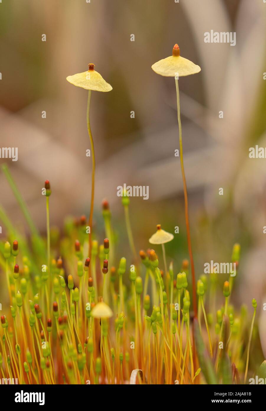 Elk-dung moss, Splachnum luteum, with fruiting bodies; in arctic bog, growing on submerged dung. Sweden. Stock Photo