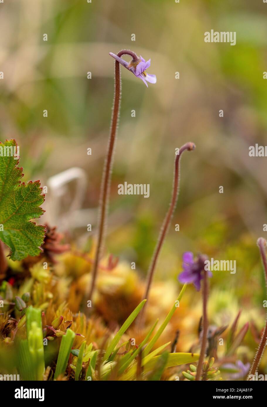Hairy Butterwort, Pinguicula villosa, in flower in wet sphagnum bog