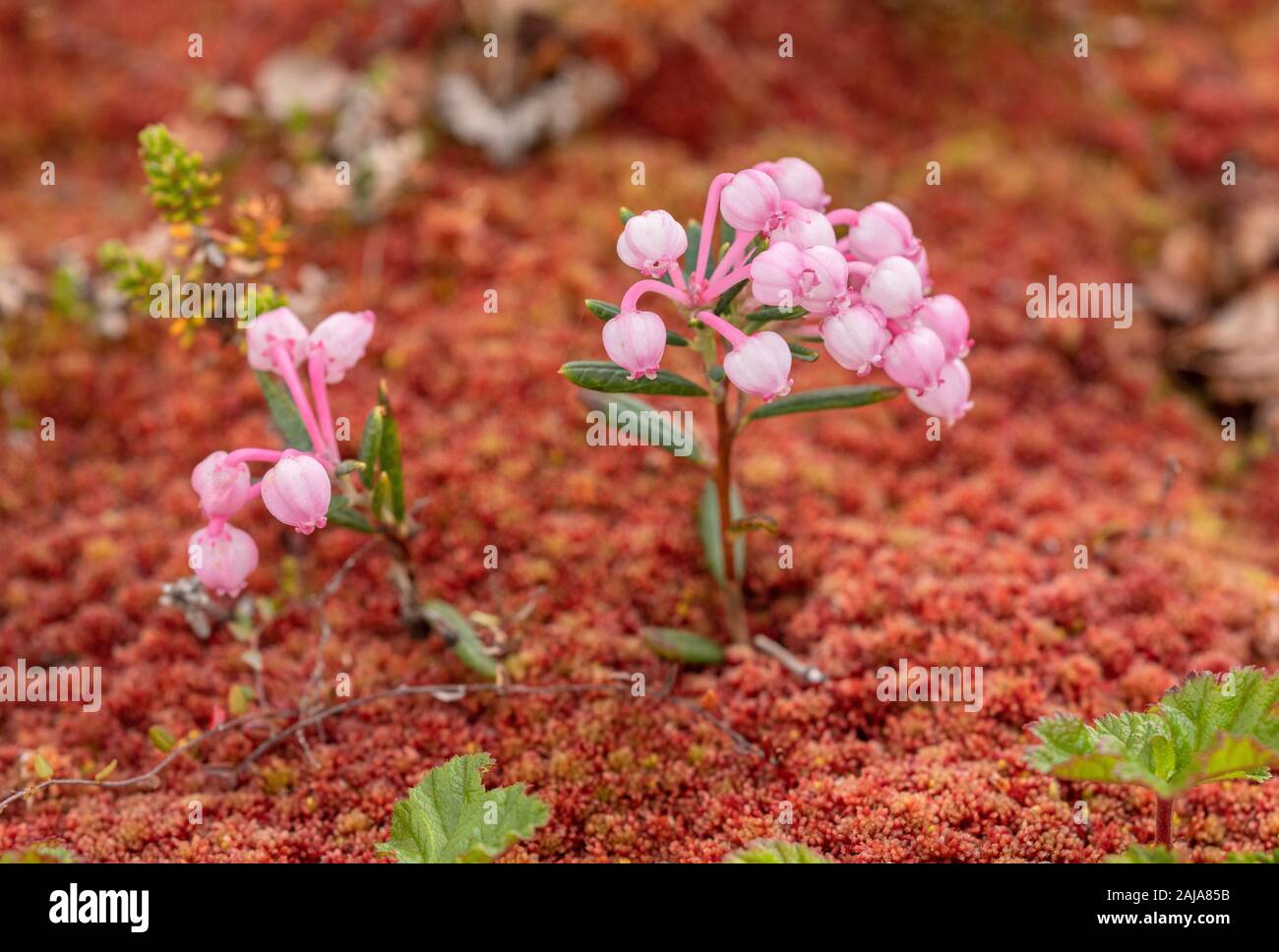 Bog rosemary, Andromeda polifolia in flower in wet boggy area with Sphagnum capillifolium. Stock Photo