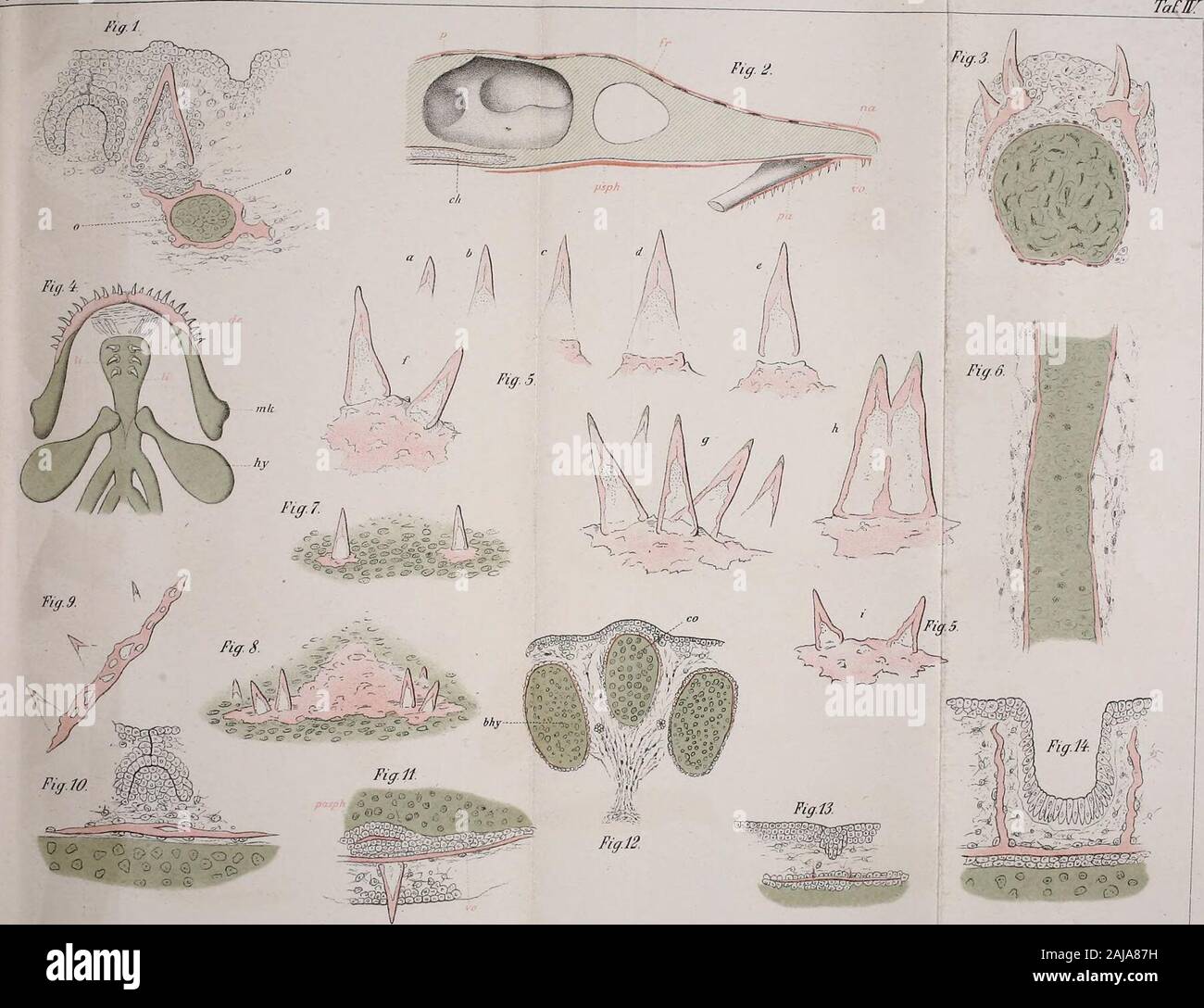 Page 2 Jana V High Resolution Stock Photography And Images Alamy