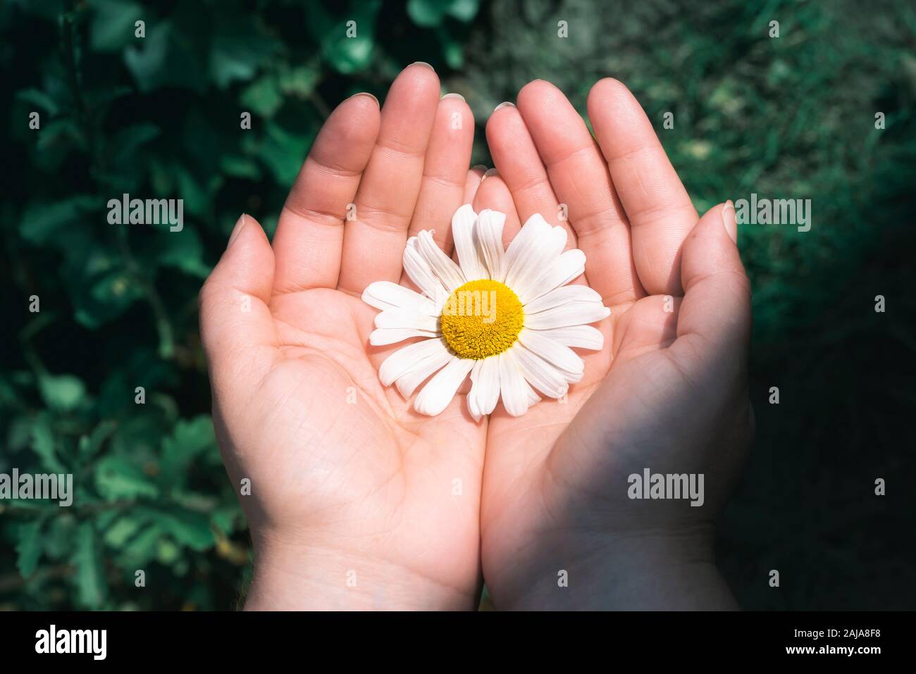Big white daisy held in woman hands over aqua mint grass background, in sunlight. Protecting flower. Fragile nature context.Ornamental chamomile. Stock Photo