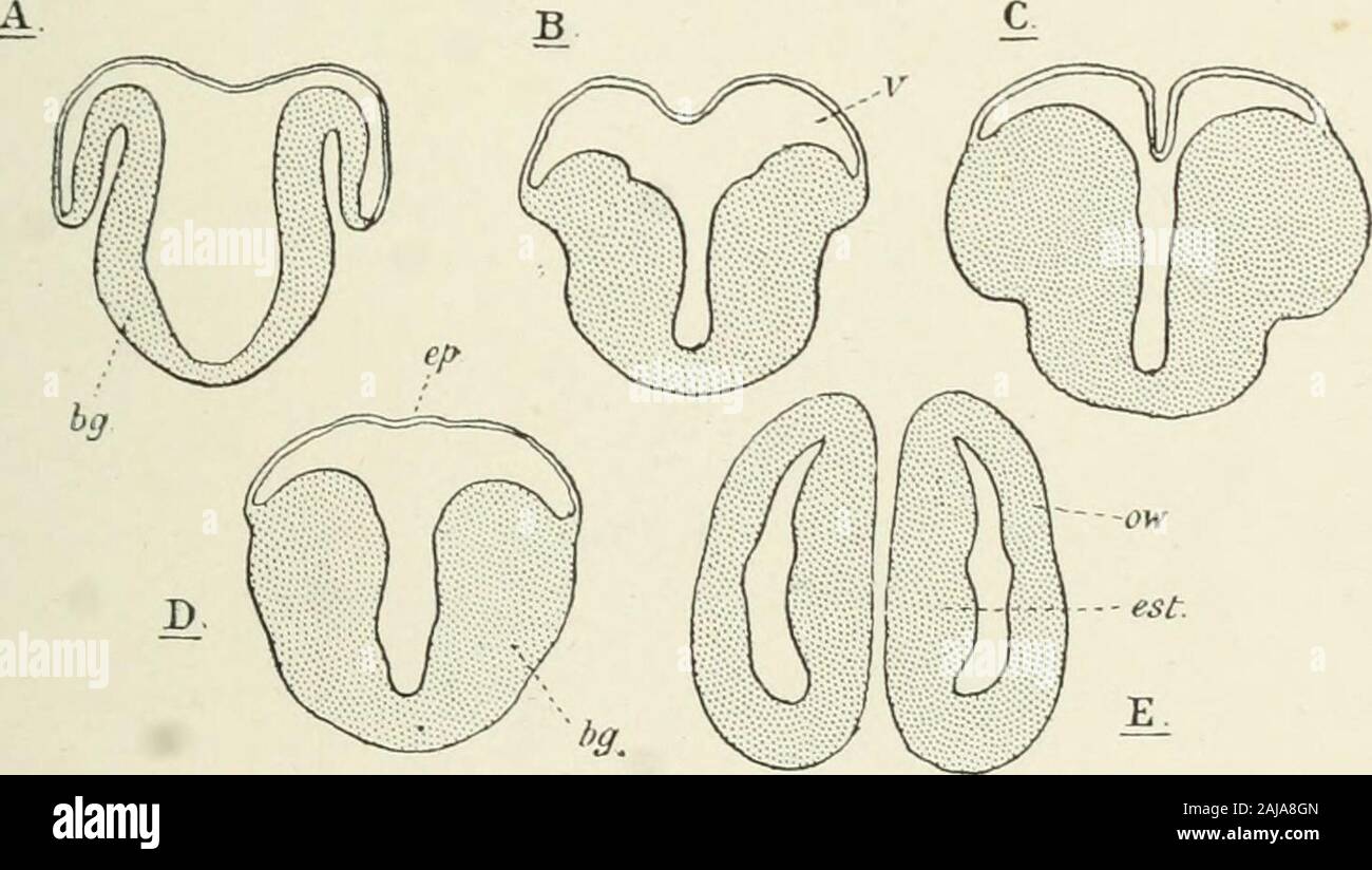 A treatise on zoology . on the surface, as, for instance, in the Selachian, extends forwardsand inwards into the ventricle of the mesencephalon. In the. Diagrams of transverse sections througli the secondary fore-brain of A, Polypterus (afterBnrekhardt); B, Acijxnser (after Goronowitsch); C, Amia; D, Salmo; E, Protopferus (afterBurckliardt). Chondrostei the solid cerebellum projects but little into themesocoele, and forms but a rudiment of this valvula cerebelli (Fig.282), which becomes very large in the Teleosts, filling almostcompletely the cavity of the mid-brain (Fig. 352). Large pairedhol Stock Photo