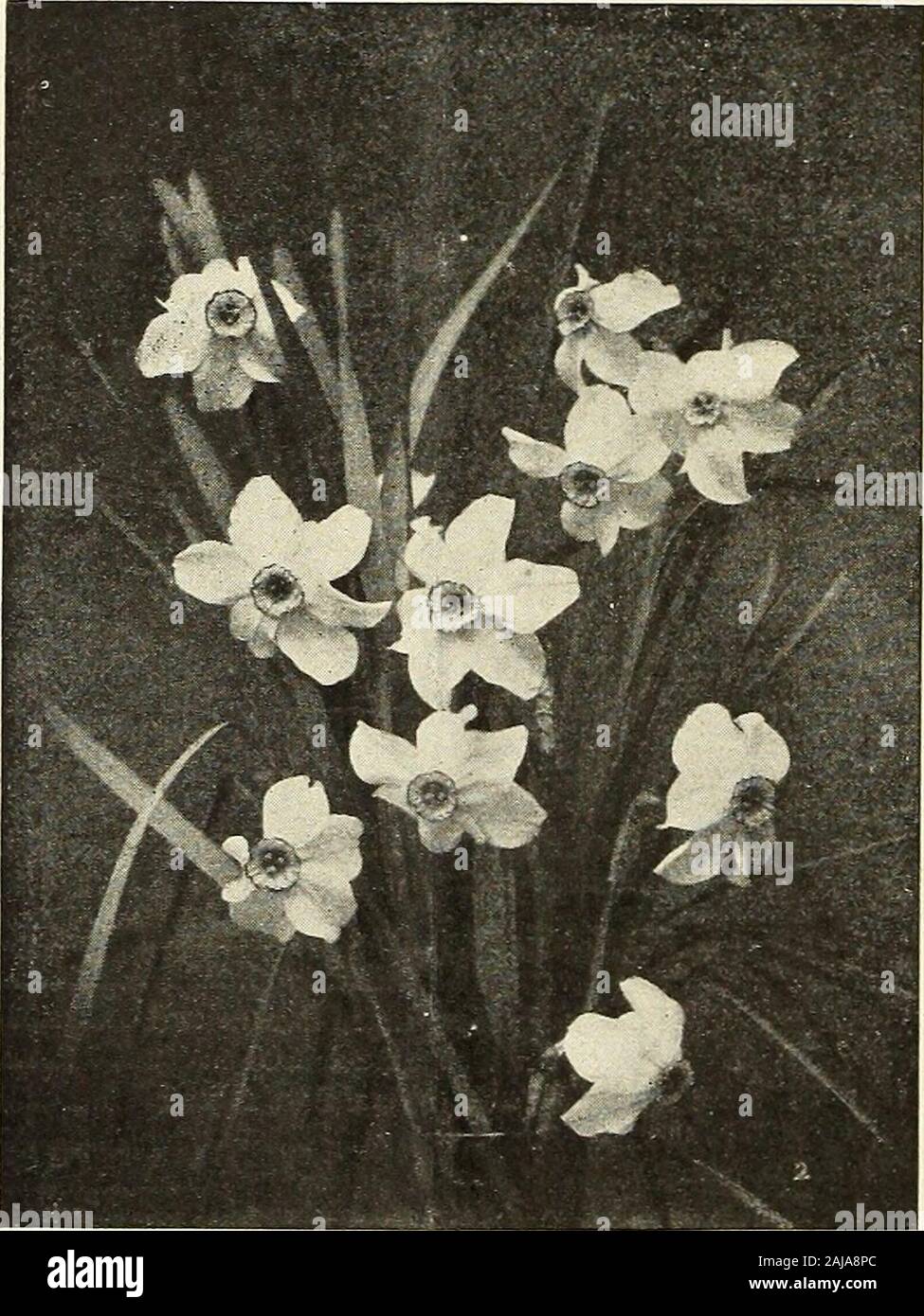 Vaughan's special import bulb prices . BICOLOR HORSFILLDI. Polyanthus Varieties (BUNCH=FLOWERED NARCISSUS.) Paperwhite, Totus Albus, first size. Per 100, 90c; per 1000, $6.75.Early Double Roman, lemon and yellow. Per 100, $1.00; per 1000 $7.00. Grand Monarque, white, citron cup Per 100, $1.85; per 1000, $16.7.1.Staten General, white. Per 100, $1.65; per 1000, $14.75.Grand Soleil dOr, yellow, orange cup. Per 100, $1.65; per 1000, $14.75.Gloriosus, white, orange cup. Per 100, $1.70; per 1C00, $15.50.Grand Primo, white. Per 100, $1.75; per 1000, $15.50.Yellow Mixed. Per 100, $1.25; per 1000, $10. Stock Photo