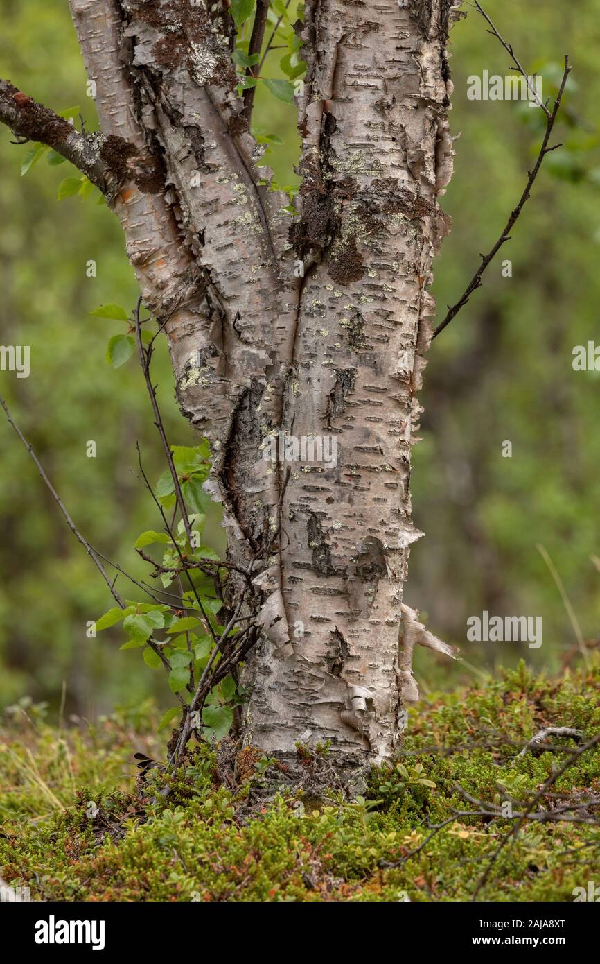 Downy Birch Betula Pubescens Bark Hi res Stock Photography And Images Downy Birch Betula Pubescens Bark Hi res Stock Photography And Images