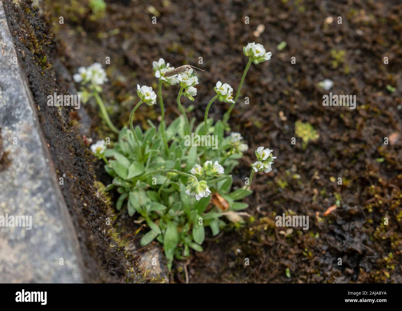 Rock Whitlowgrass, Draba norvegica, in flower on rock-ledge, Arctic Sweden. Stock Photo