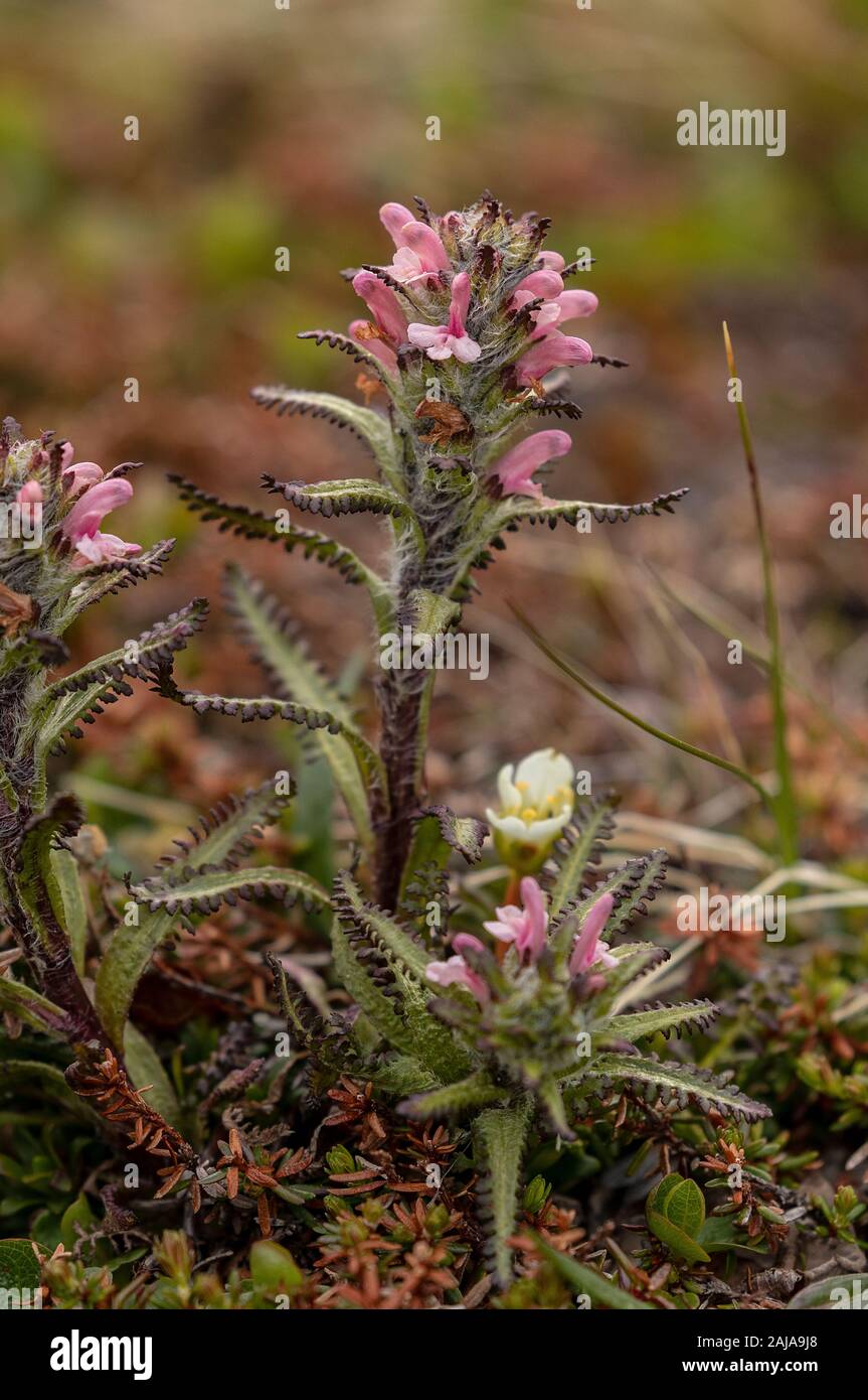 Hairy Lousewort, Pedicularis hirsuta growing in high arctic tundra, Abisko, Sweden. Stock Photo