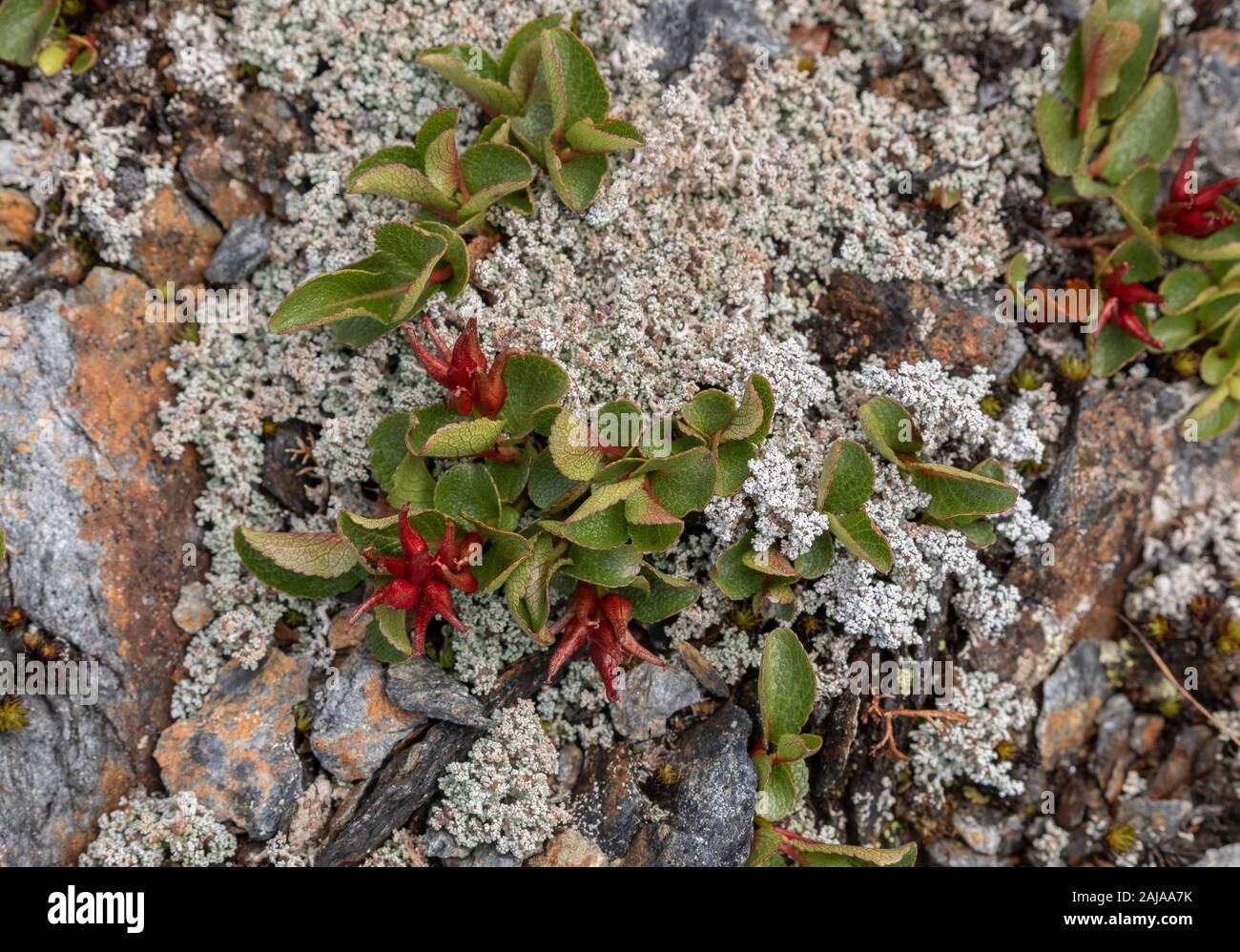 Polar Willow, Salix polaris, female plant with fruits. On rock, in Arctic Sweden Stock Photo