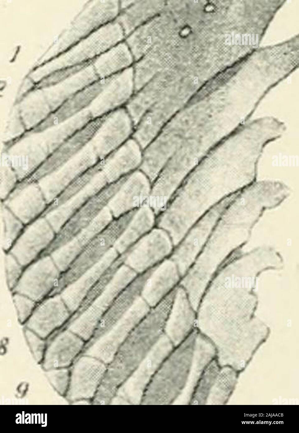 A treatise on zoology . Fig. 2; Ventral view of the cartilaginous skeleton of the pelvicgirdle and fin of Scaphirhytichus. (After Raiitenfeld.)Pm, median, and Pd, dorsal process of girdle ; F, nerve-foramen ; 1-9, radials. an the loss of the post-axilradials (Gegenbaur [158,162], Braus [48]; see All distinct trace of an axis has disappeared in the pelvic the Holostei, ,. fj p. 108)fin of where the few remain-ing radials aiticulatedirectly Avith the pelvicbone (Figs. 245-8).This is also the casewith the pectoral finof the Teleostei (Figs.243,480). Butin^mmand Lepidosteus a basalelement persists Stock Photo