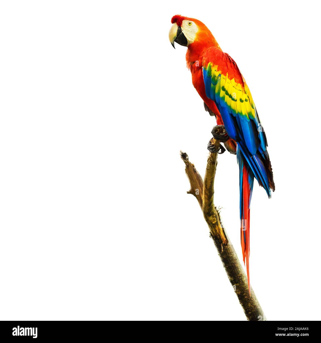 Scarlet macaw bird sitting on branch, isolated on white background. Stock Photo