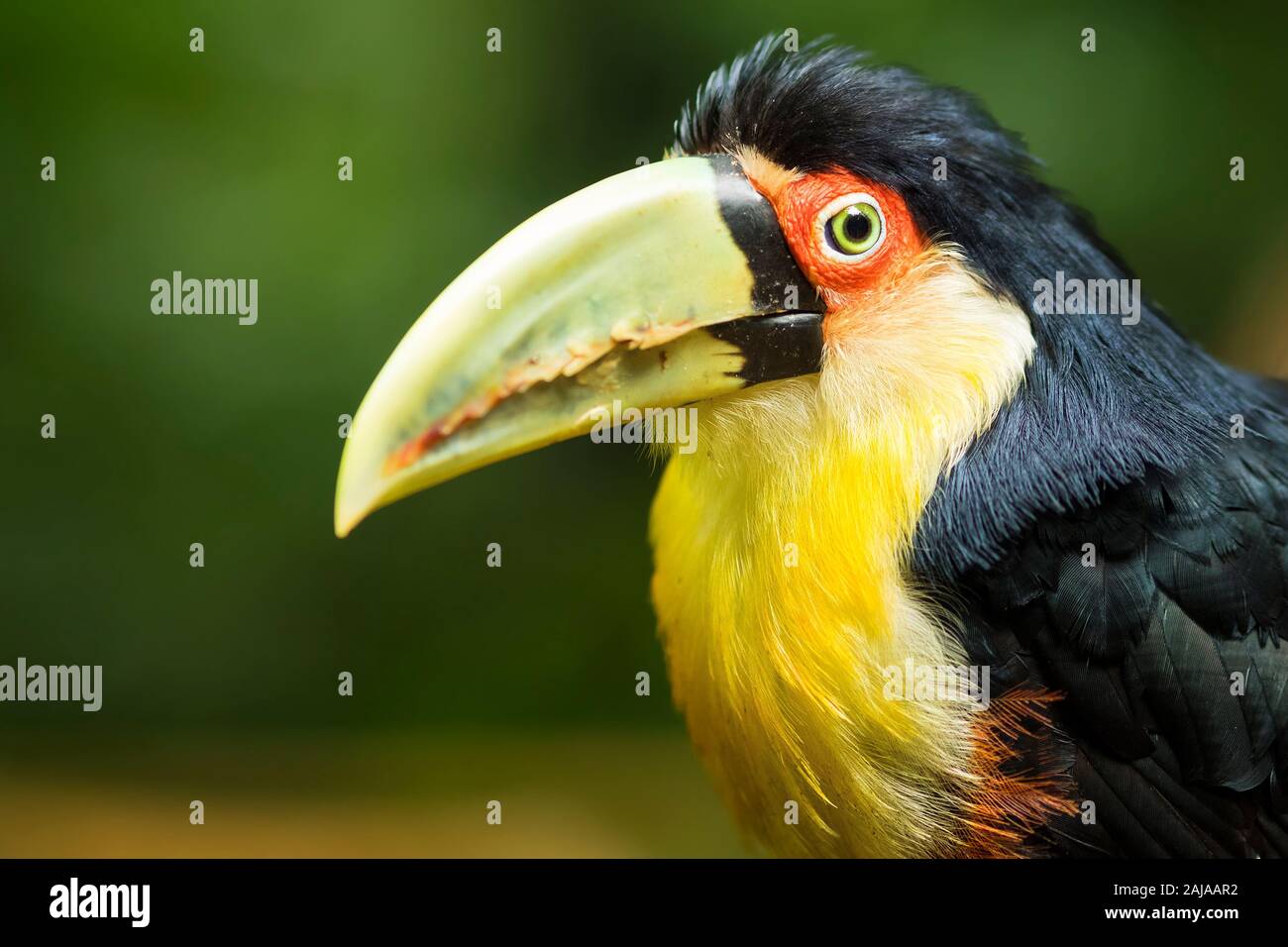 Close up of exotic green-billed toucan bird in natural setting near Iguazu Falls, Foz do Iguacu, Brazil. Stock Photo
