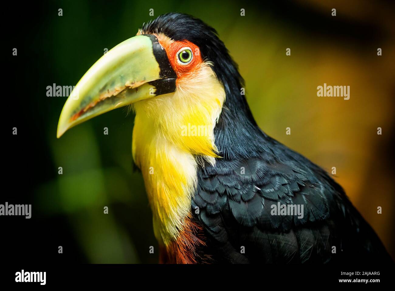 Exotic green-billed toucan bird in natural setting near Iguazu Falls, Foz do Iguacu, Brazil. Stock Photo