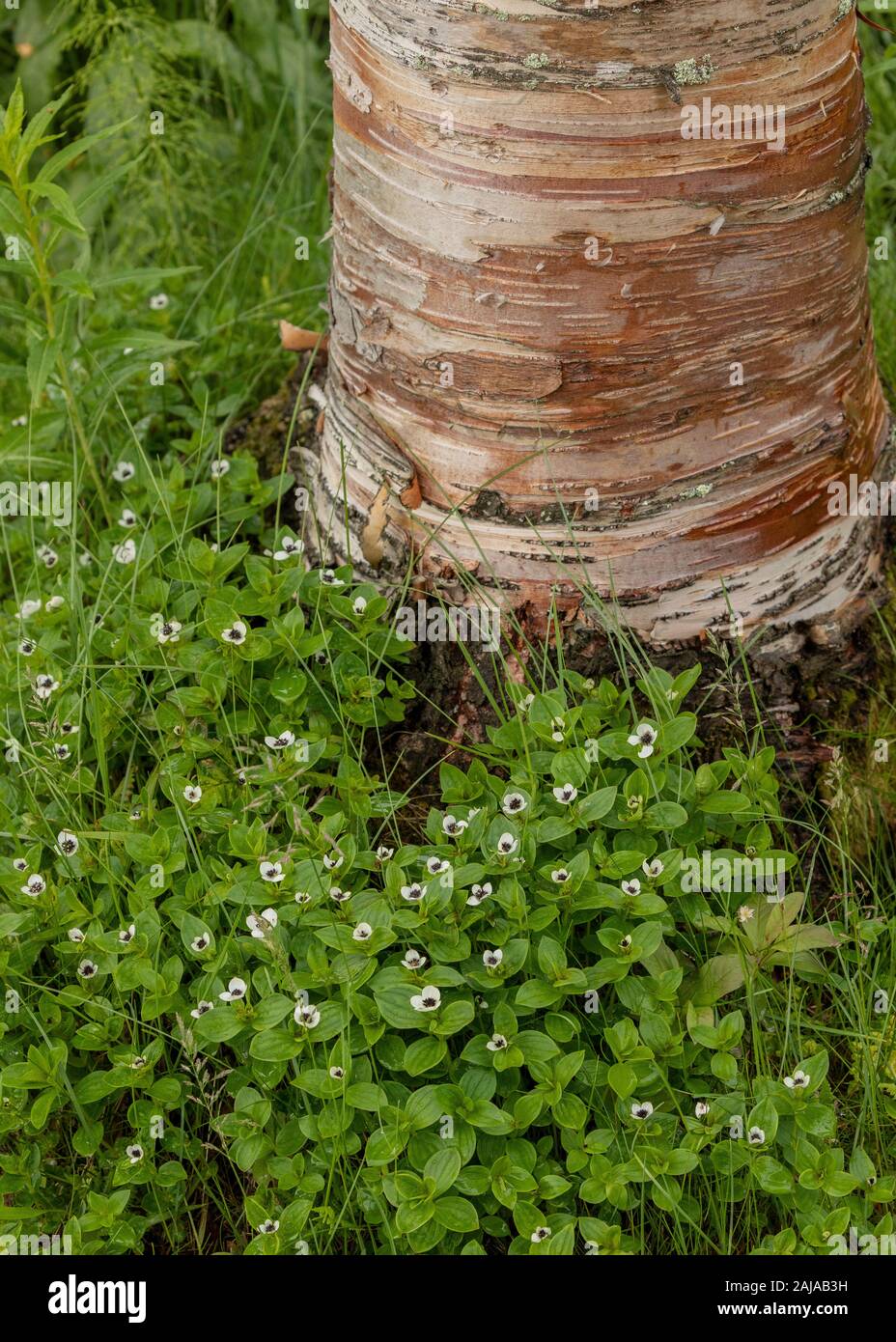 Dwarf cornel, Cornus suecica in flower in birch woodland next to Arctic Downy birch tree, arctic Sweden. Stock Photo