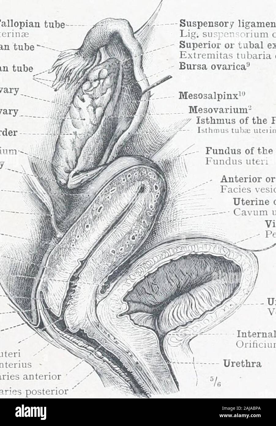An atlas of human anatomy for students and physicians . tuba; ulerina.Infundibulum of the Fallopian tube -Infundibulum tuba; uterina; Fimbrije of the Fallopian tubeFimbria- tub:e iiterin:cPosterior, convex, or free border of the ovaryMargo liber ovarii Internal surface of the ovaryFacies medialis o.ariiAnterior, straight, or attached border JI.ai-;;o mesovaricus Ligament of the ovary—Lig. ovarii proprium-Inferior or uterine extremity of the ovaryExtremitas uterina ovarii Posterior or intestinal surface of theuterus—Facies intestinalis uteriUterosacral ligament, or fold of Douglas^.Plica recto- Stock Photo